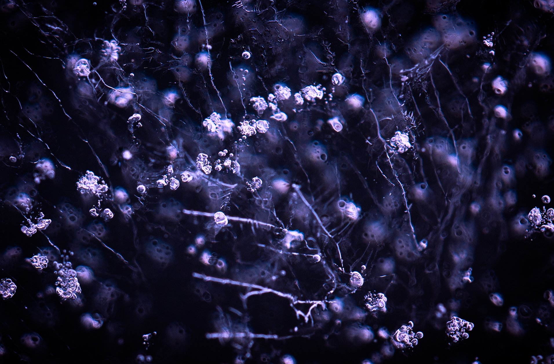 Shot of the Month - 2026