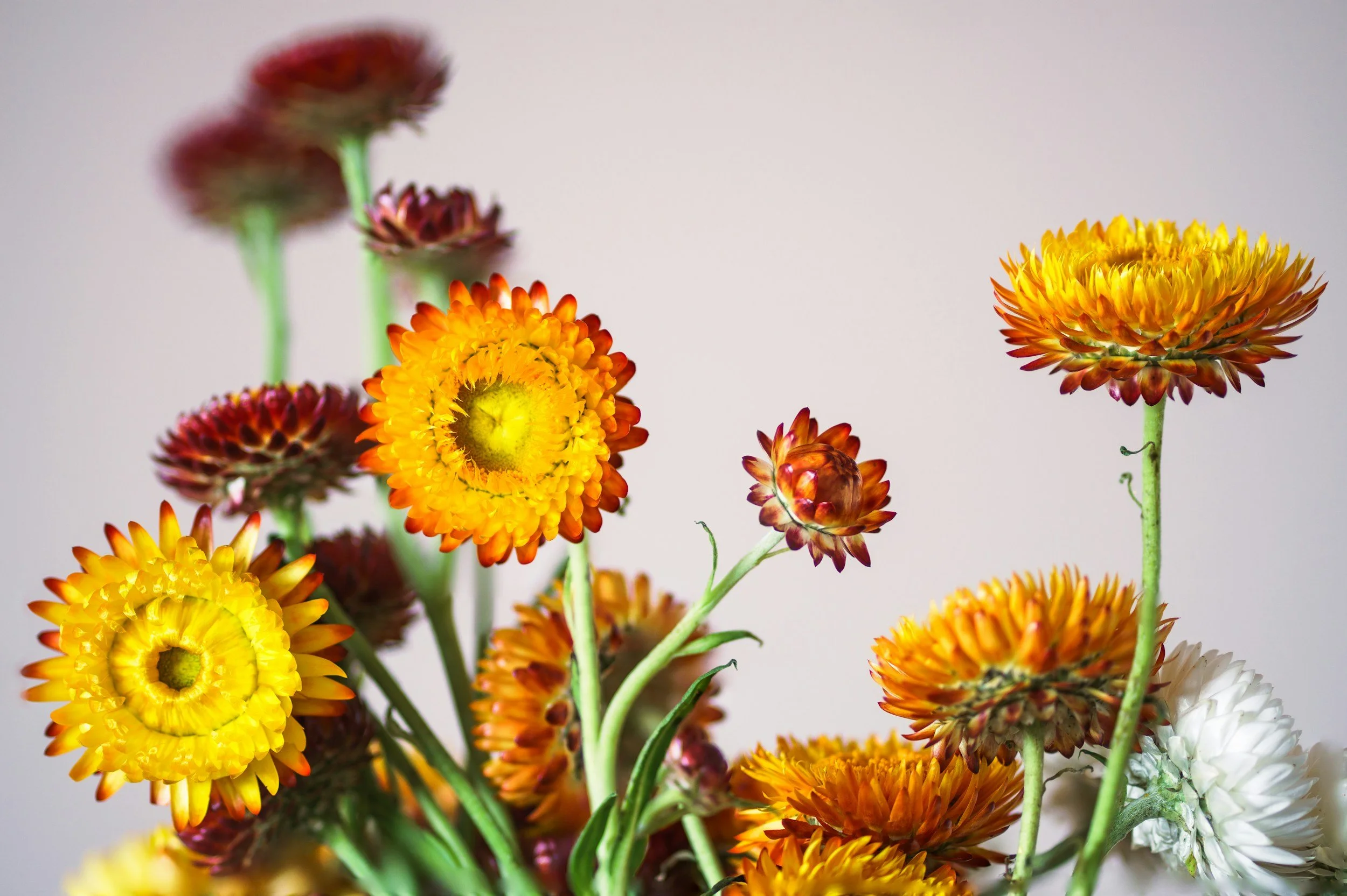 Strawflowers