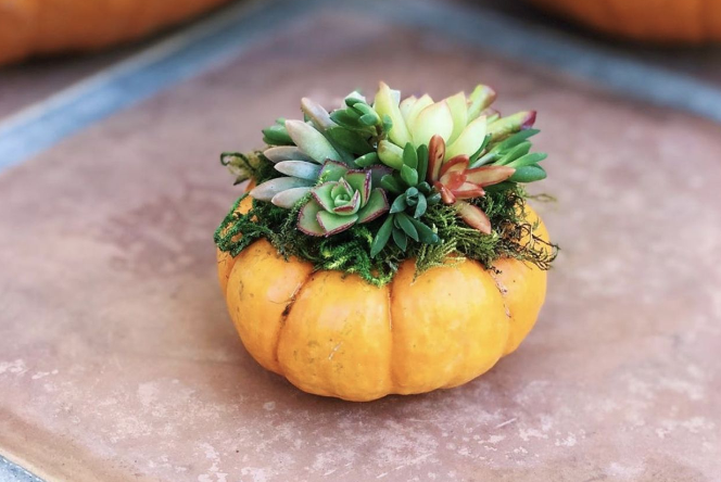 pumpkin.png