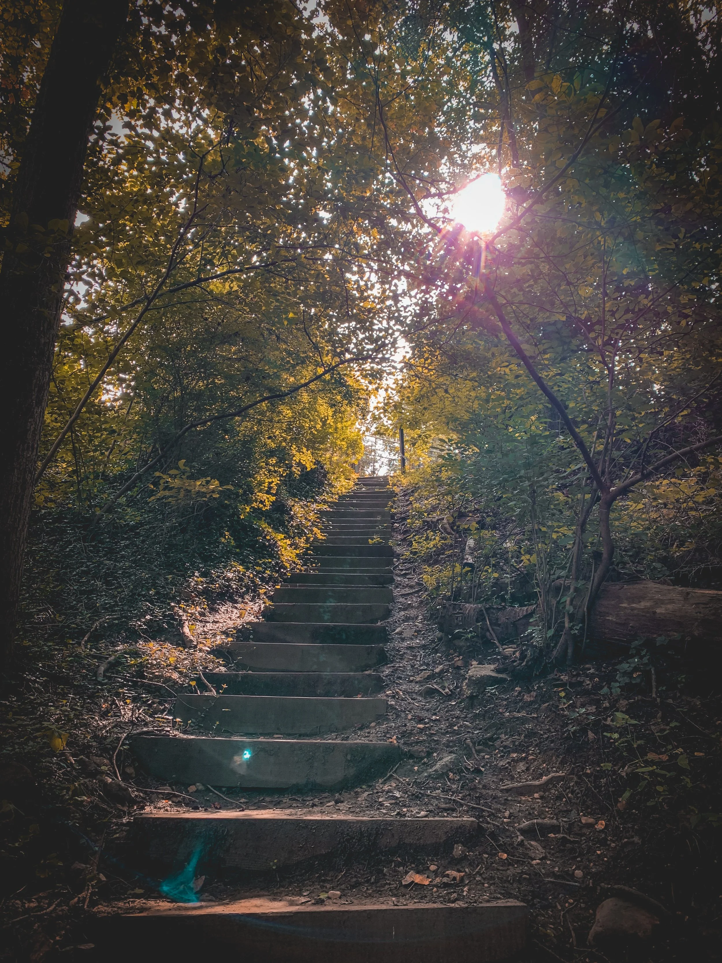Stone steps leading upward through a forested area with sunlight filtering through the trees.