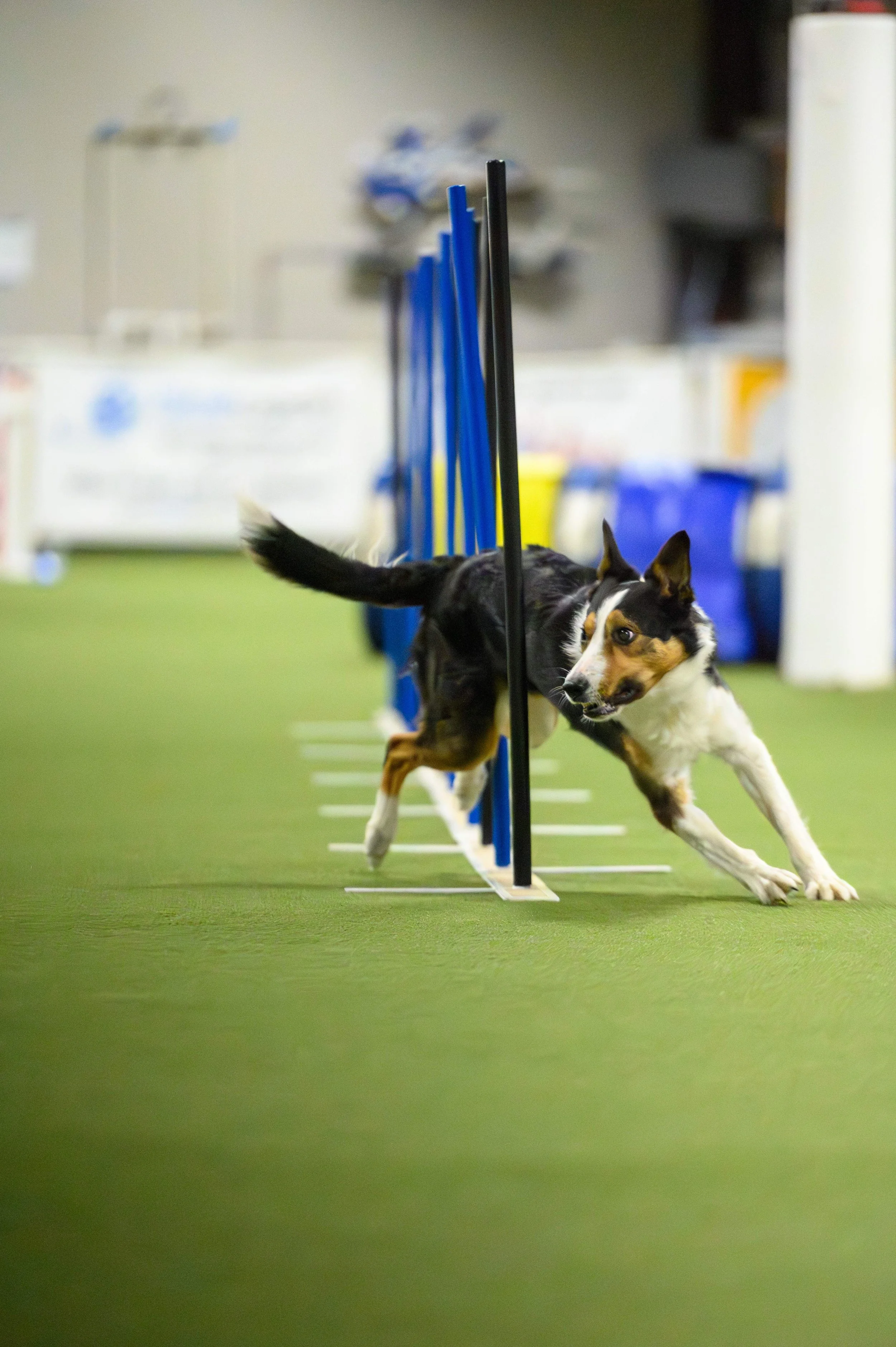 About Our Agility Program — Benjamin Farms & Dog Sports