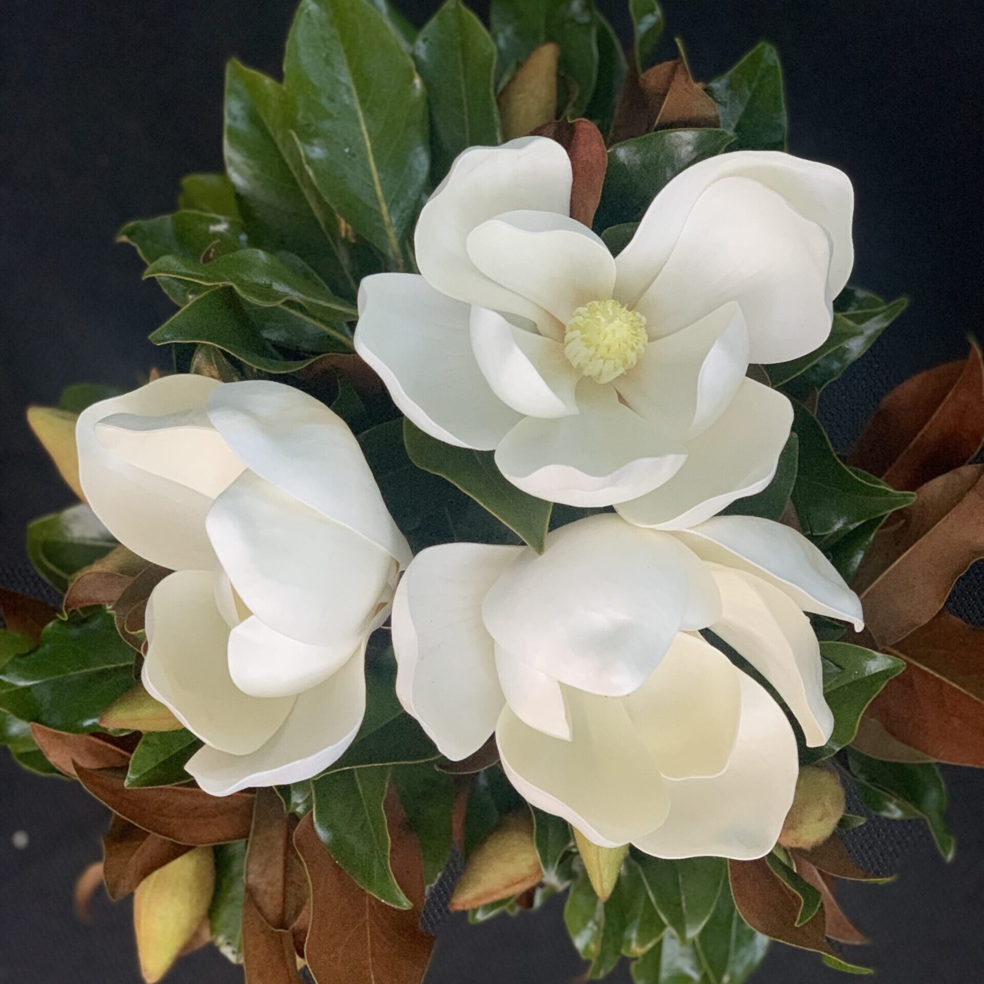 WF-Magnolia-Bloom-Triple-Crown-overhead-scaled-e1660212475645.jpg