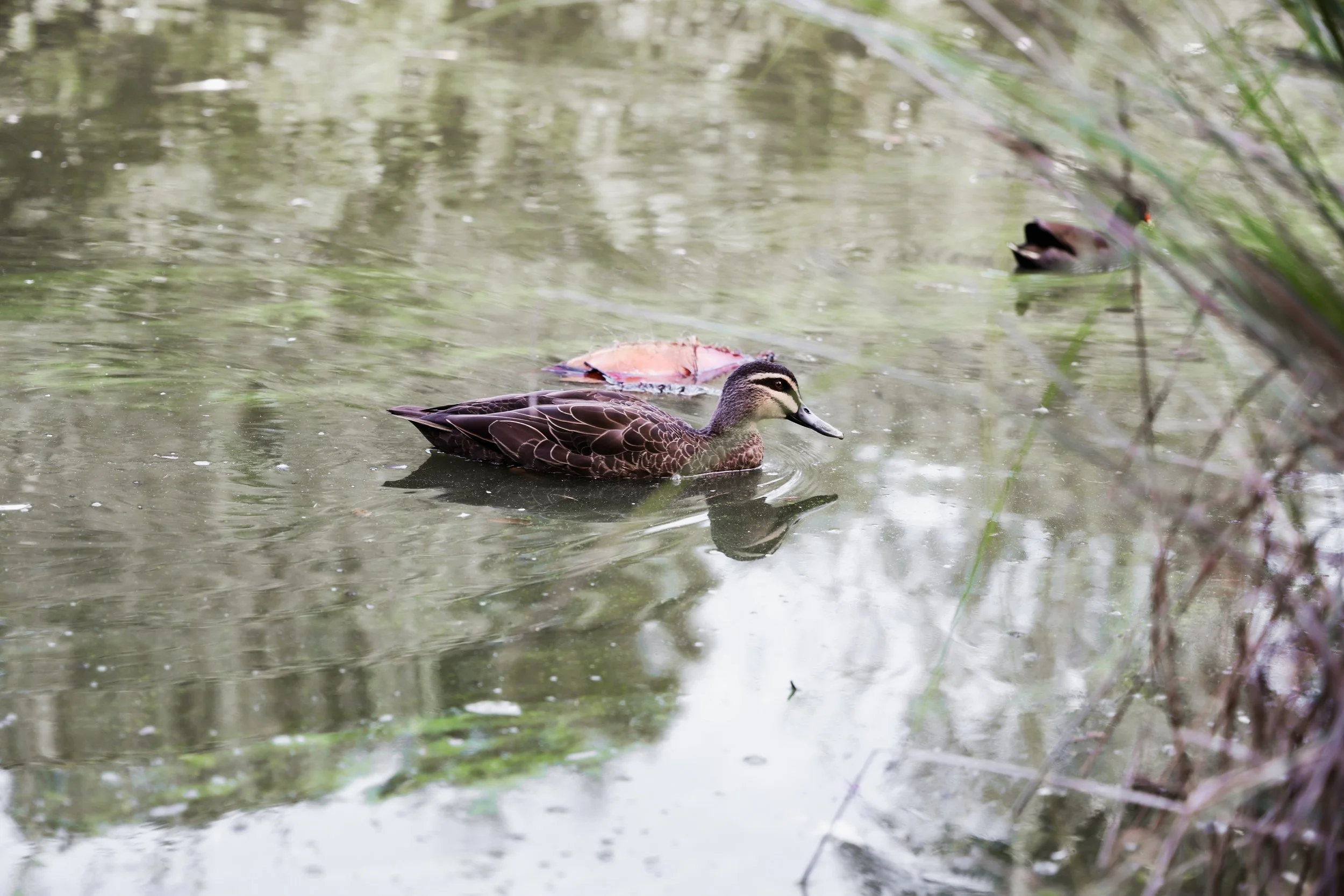 Queens Park Moonee Ponds Mini Sessions Melbourne Family Photography Relaxed Candid Natural Portraits Kids Portraits Glenroy North West Photographer
