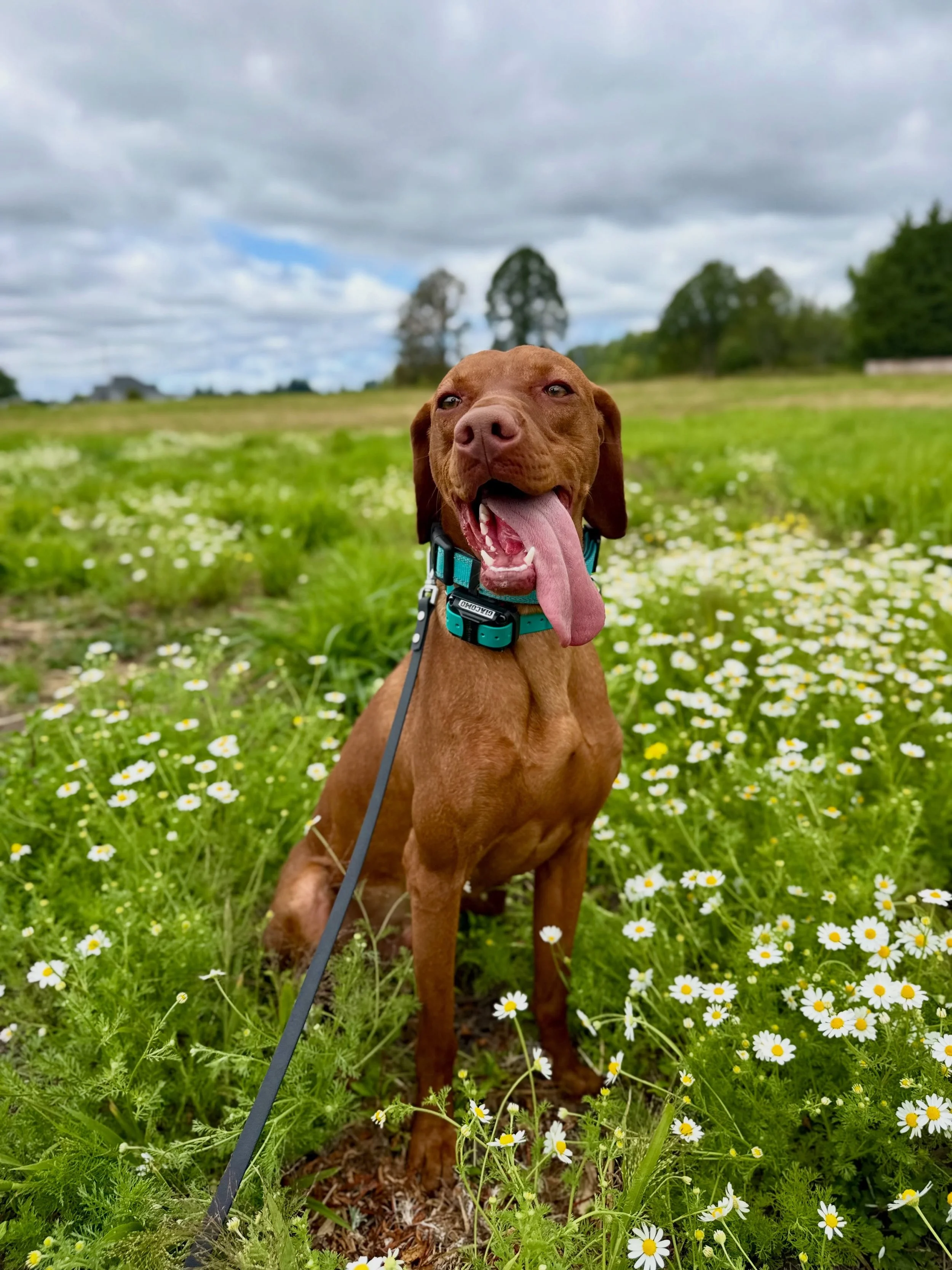 Photo dump of some of my favorite summer photos ☀️

This summer has truly been one to remember! We have had so much fun with the dogs and their humans. Thanks for lending us your dogs to take on adventures ❤️ 

#summer #dogsofinstagram #dogtrainer #d