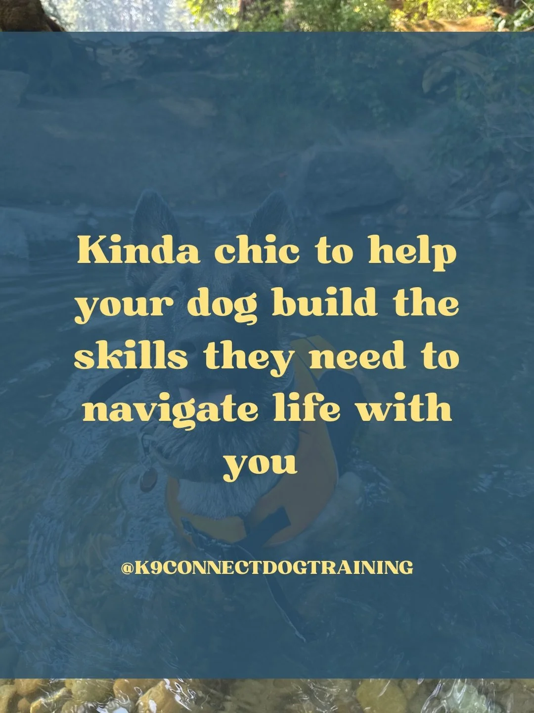 A trend that allows my unsolicited opinion? I&rsquo;m in! 
Here are some of the things I want to shout from the rooftops: 

&bull; Take the time to train your dog how to handle the situations you are planning on putting them in. When you don&rsquo;t 