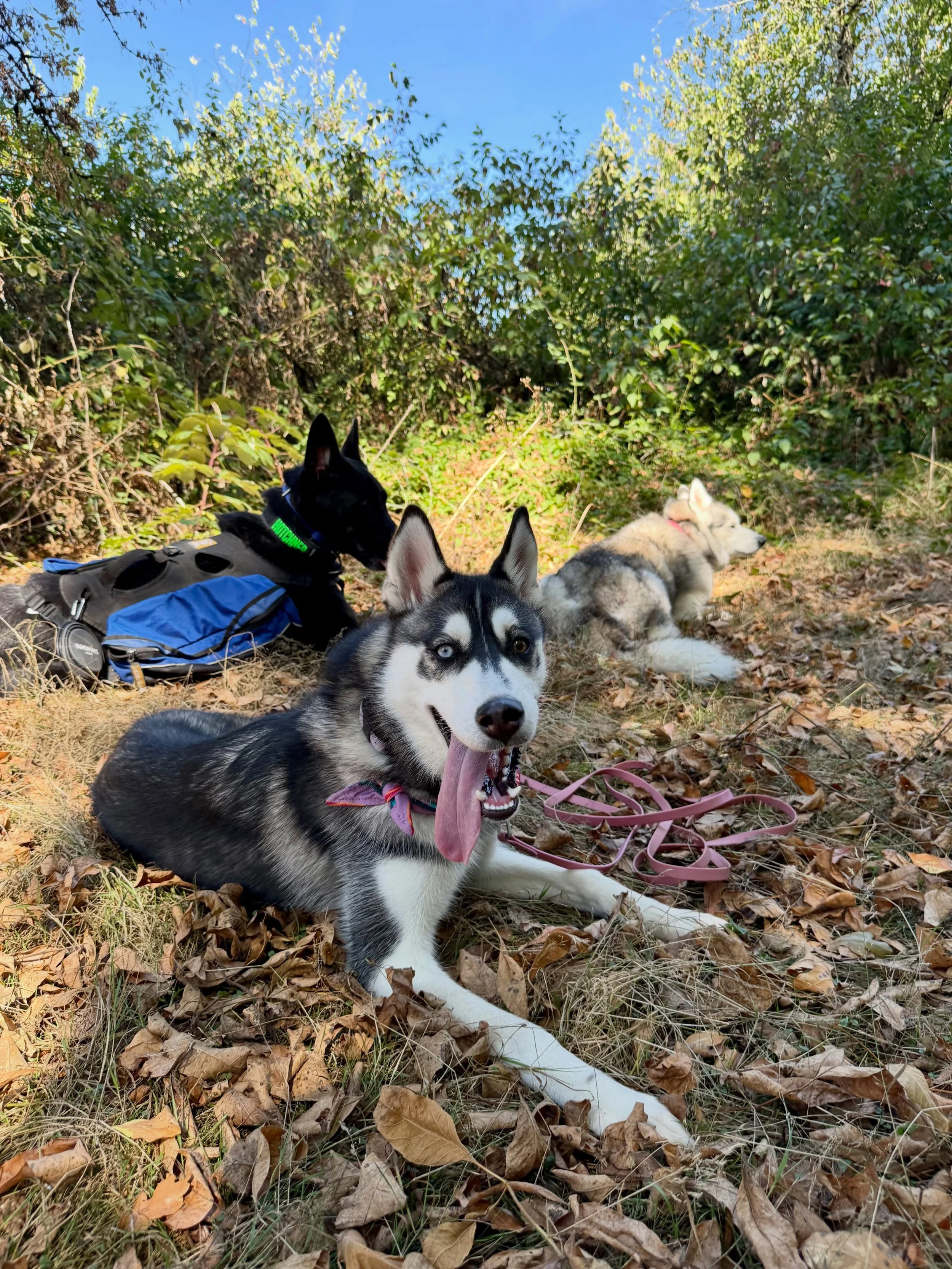 Doggy Photo Dump 🐾 
Lots of fun playing, training and adventuring with the dogs over the past few weeks! 

#dogs #dogsofinstagram #offleash #dogtraining #pnwonderdofs