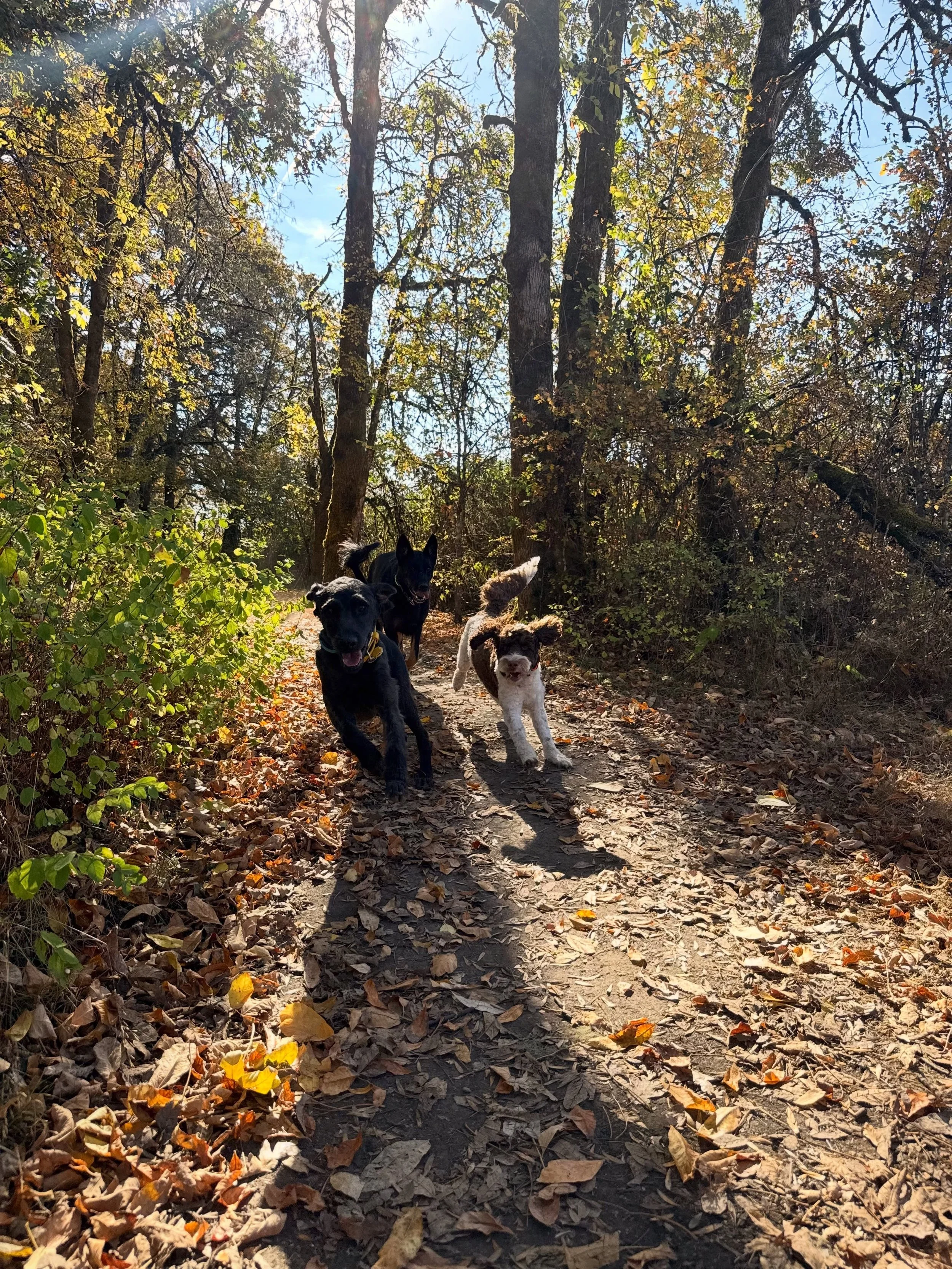 It&rsquo;s feeling like fall! 🐾🍂 

Here&rsquo;s a doggy photo dump to brighten your Sunday. We sure have been having fun around here! The PNW is sure beautiful this time of year, and we love watching pups get to explore and enjoy it, safely 🤎