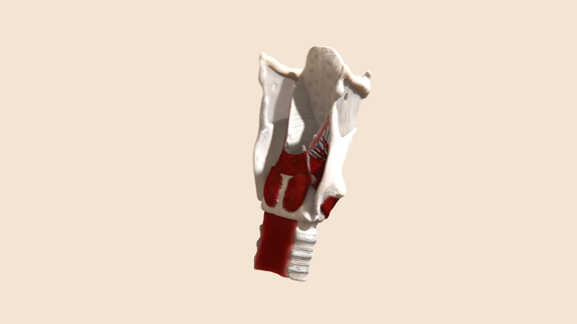 Larynx