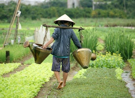 1/2 Day - Tra Que Vegetable Village Cooking Class Tour from Hoi An