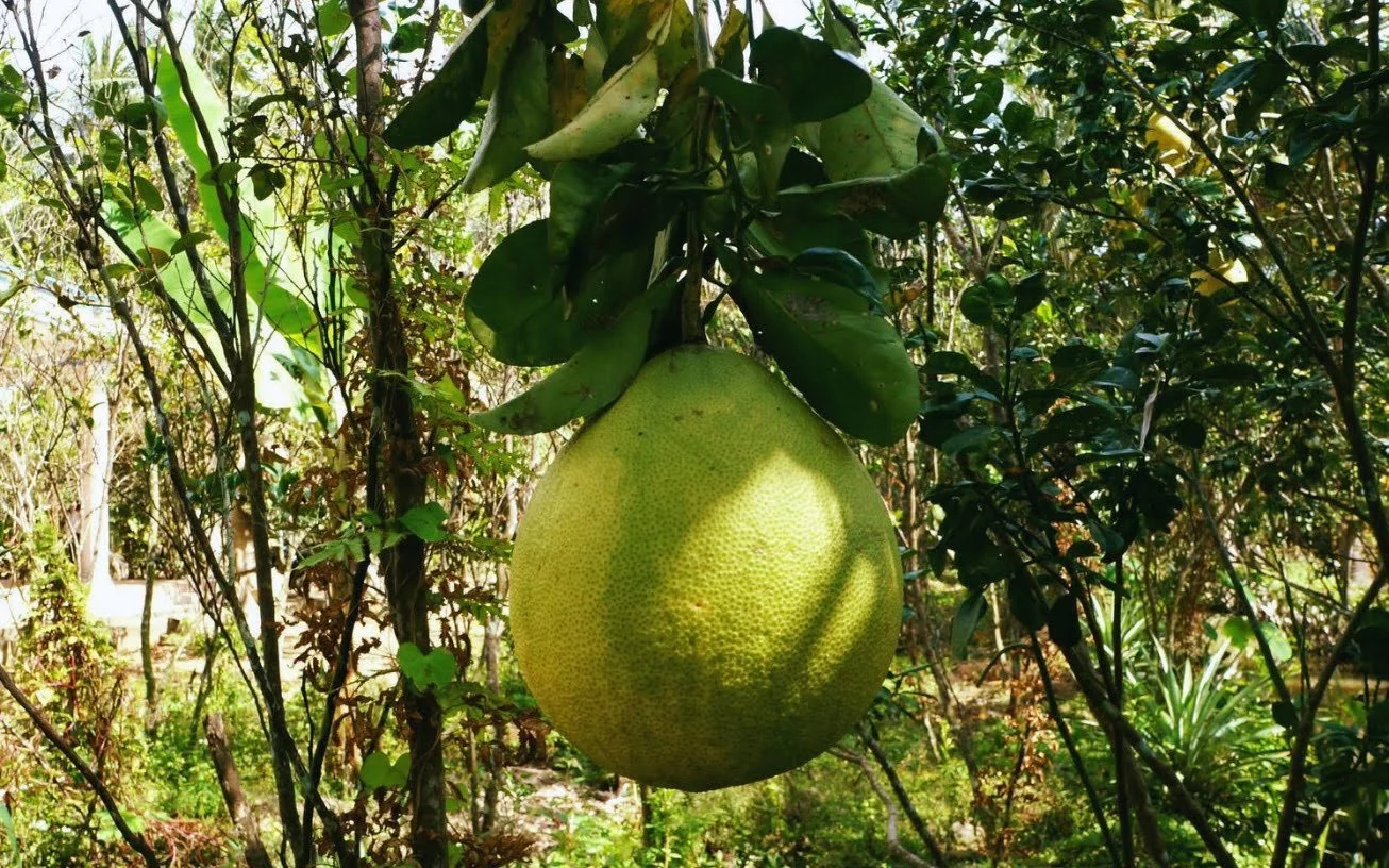 Vietnamese-pomelo-1.jpg