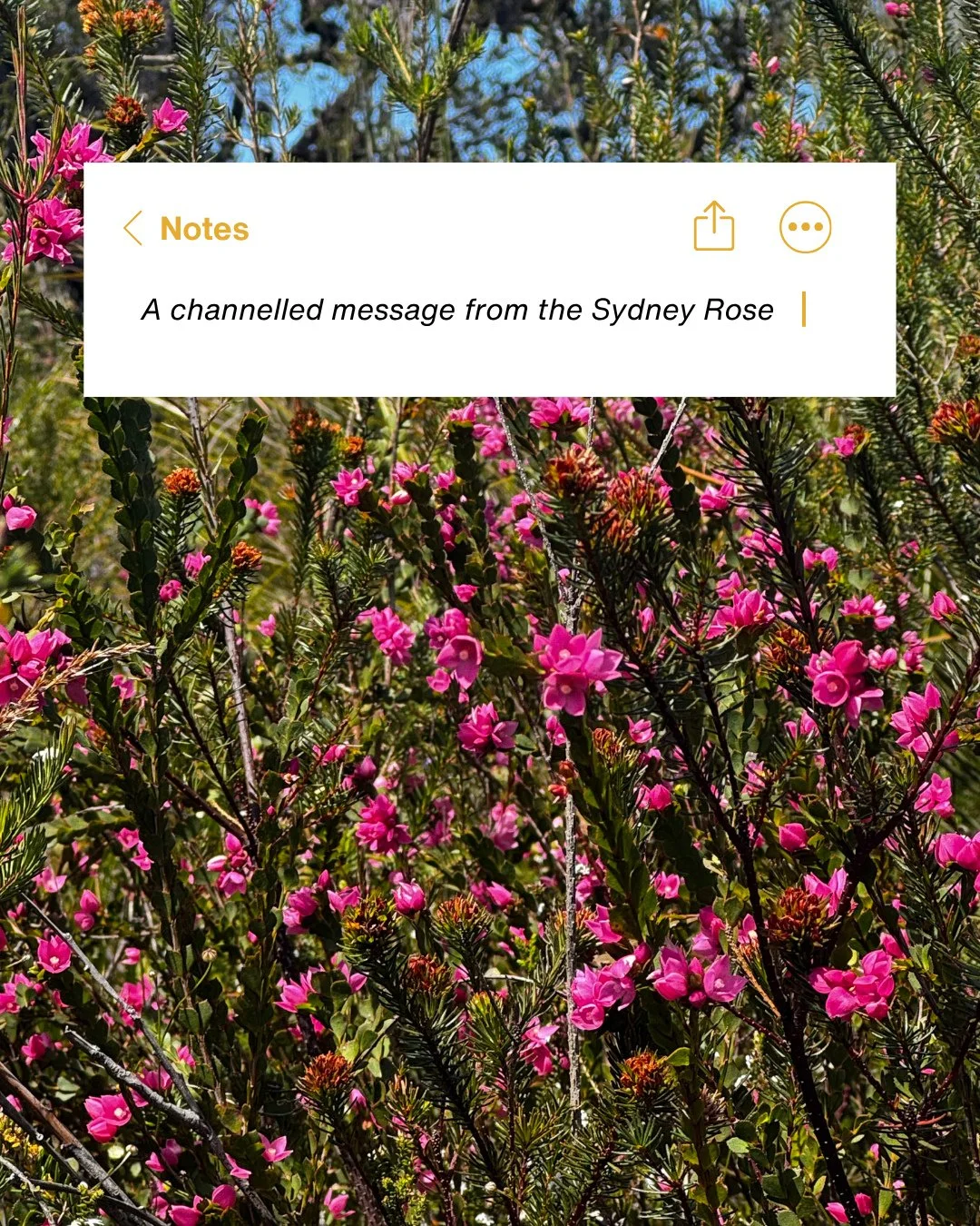 Last weekend, I drove up to Sydney to complete my Level 3 flower essence course and on Sunday, we created an essence right in the heart of Ku-ring-gai Chase National Park, an absolutely magnificent experience!⁠
⁠
While I&rsquo;ve connected with plant