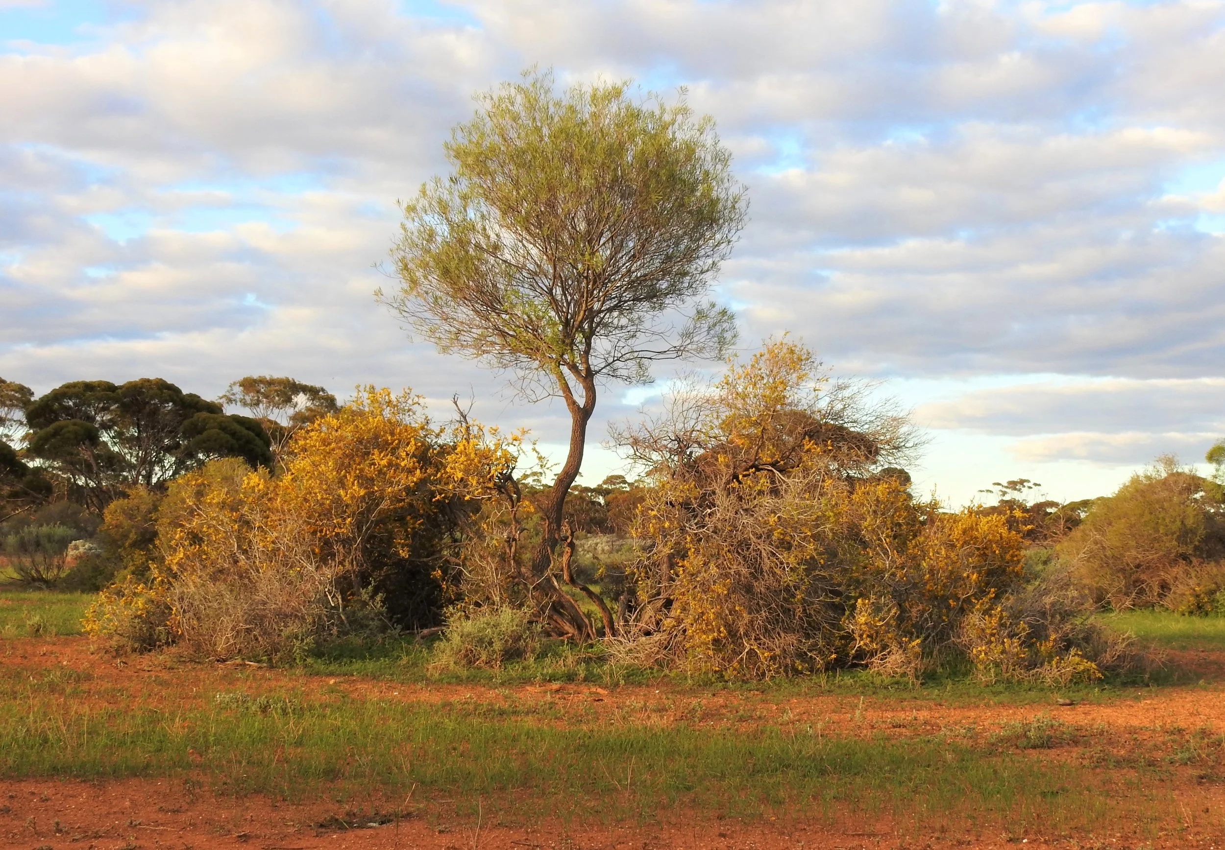 DSCN8703a.jpg