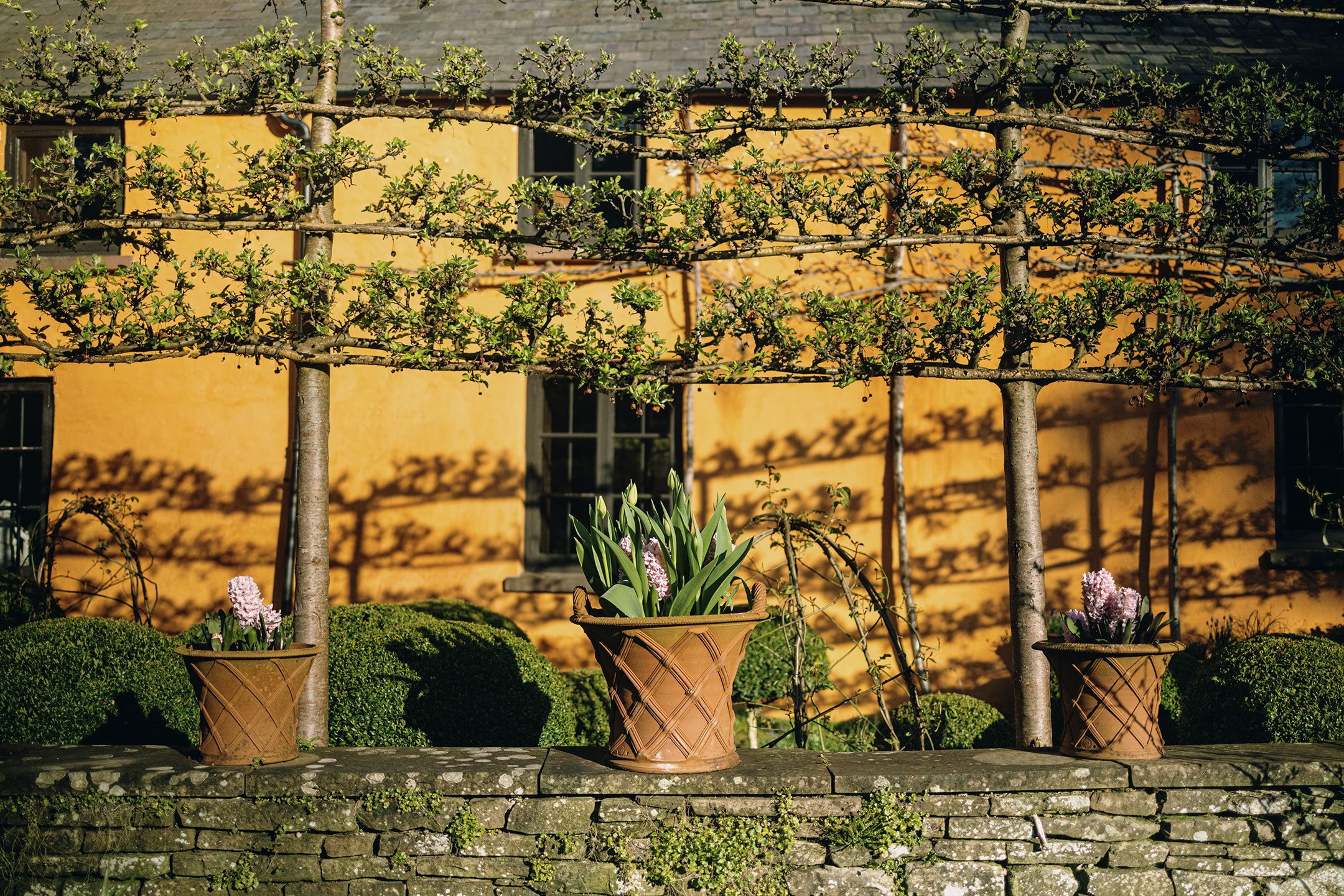 Espalier tree maintenance 