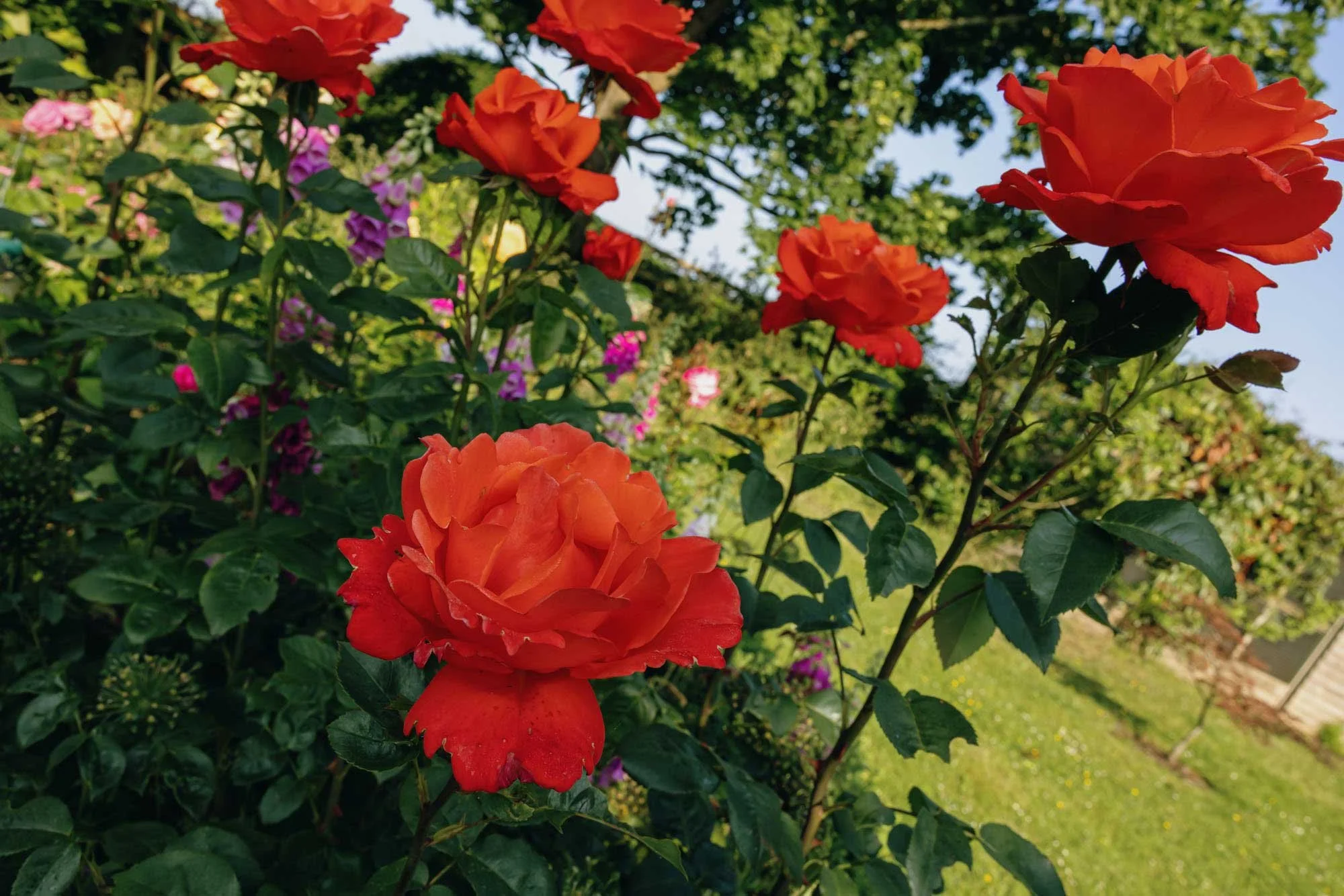 Border roses maintenance