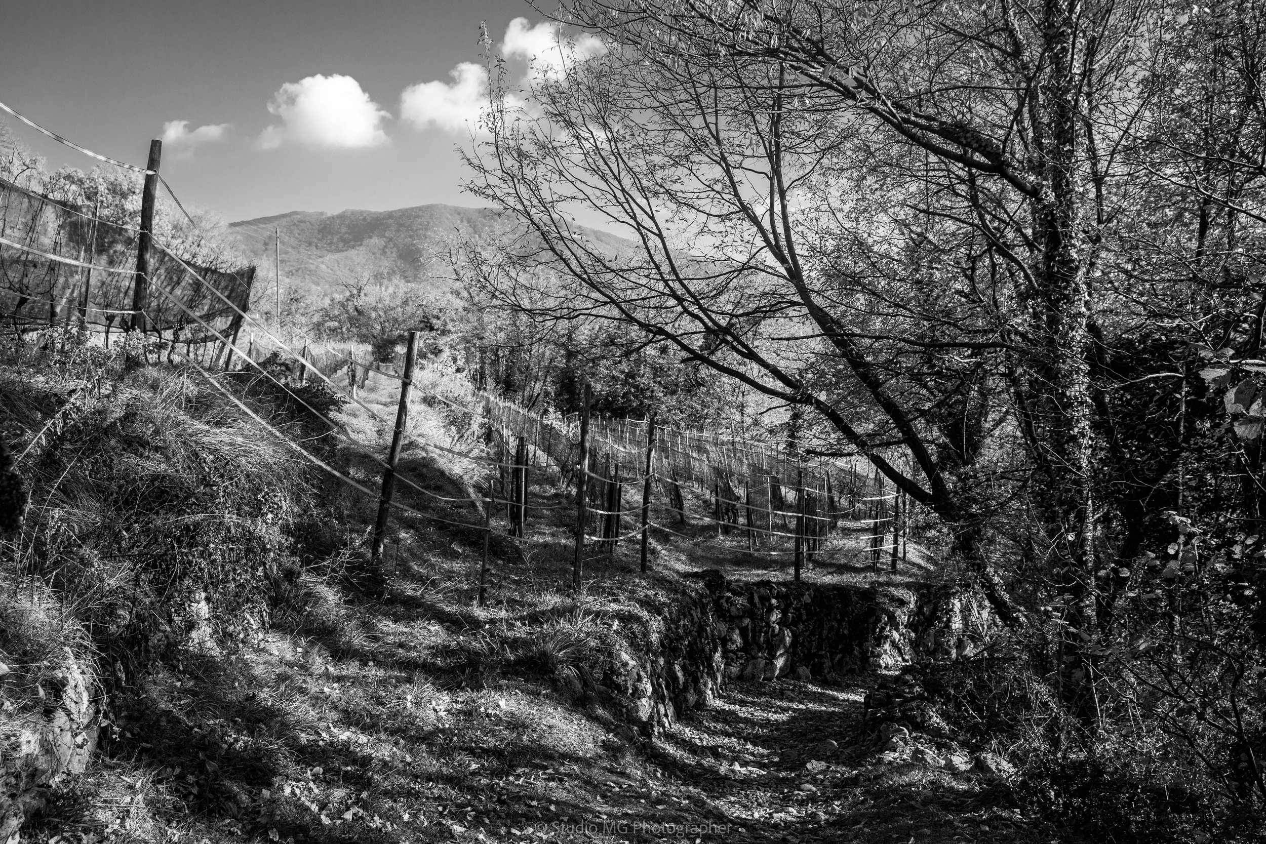 portfolio mono-0987.jpg