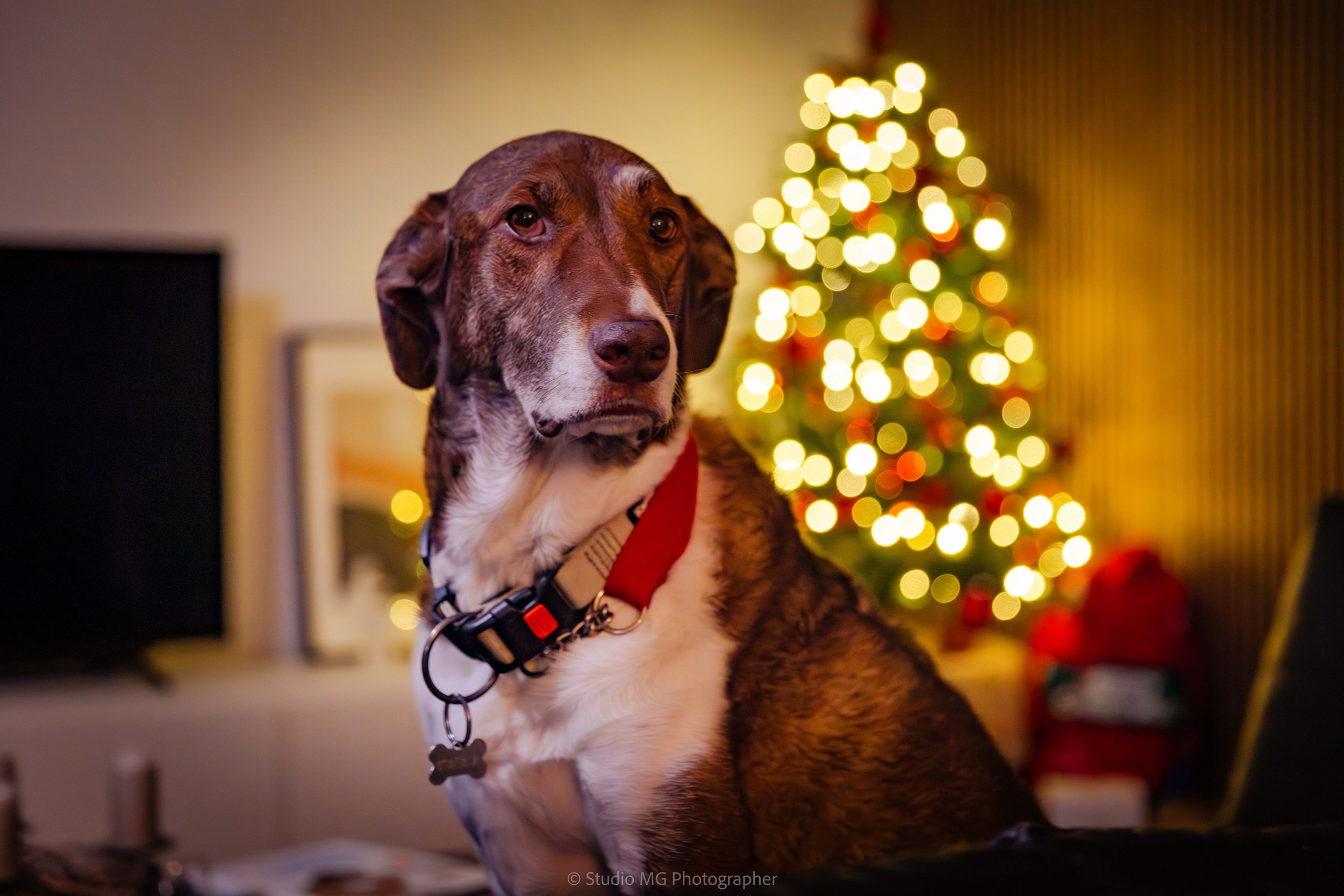 portfolio portrait--4.jpg