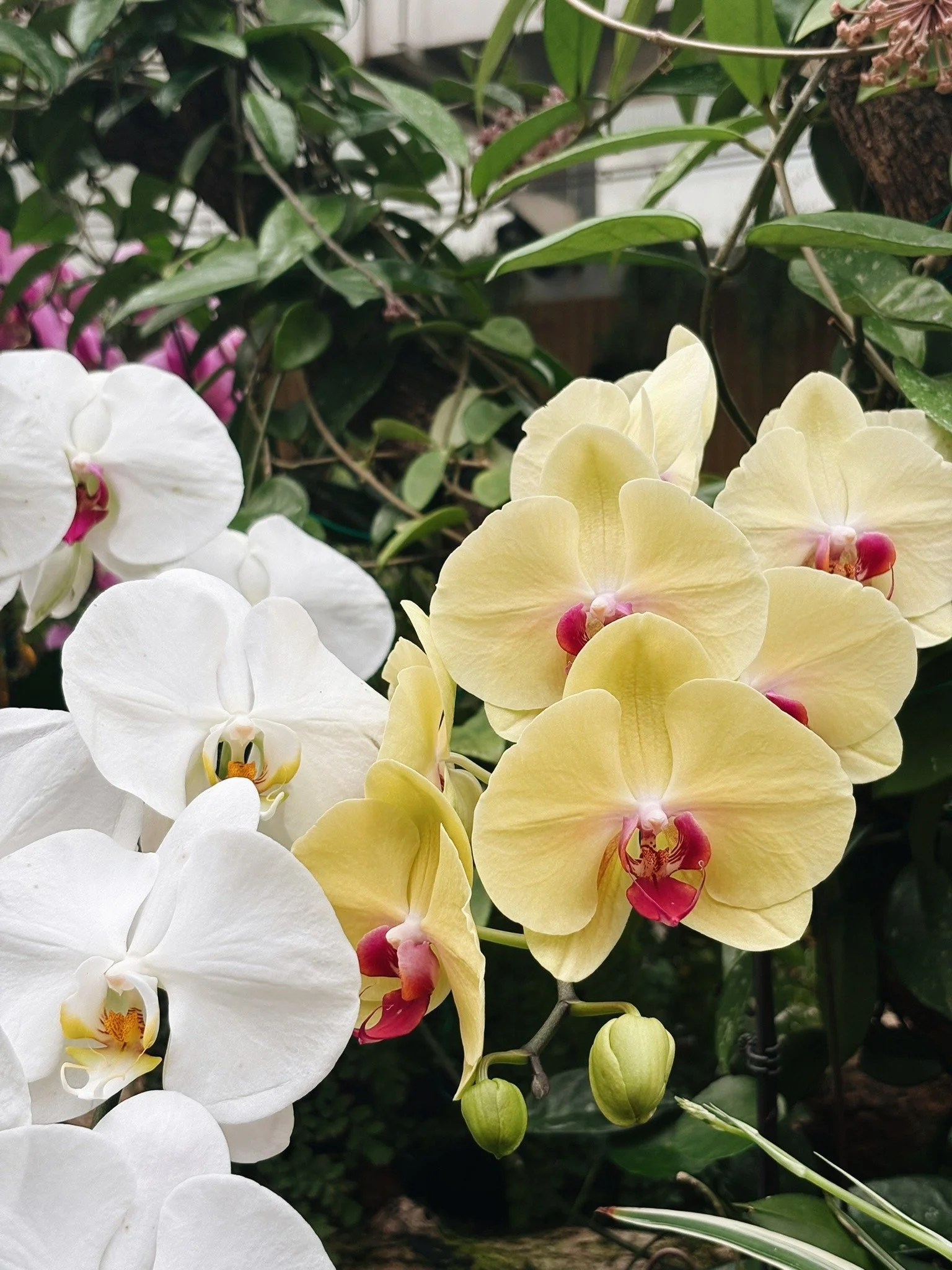 Zoological and Botanical Gardens