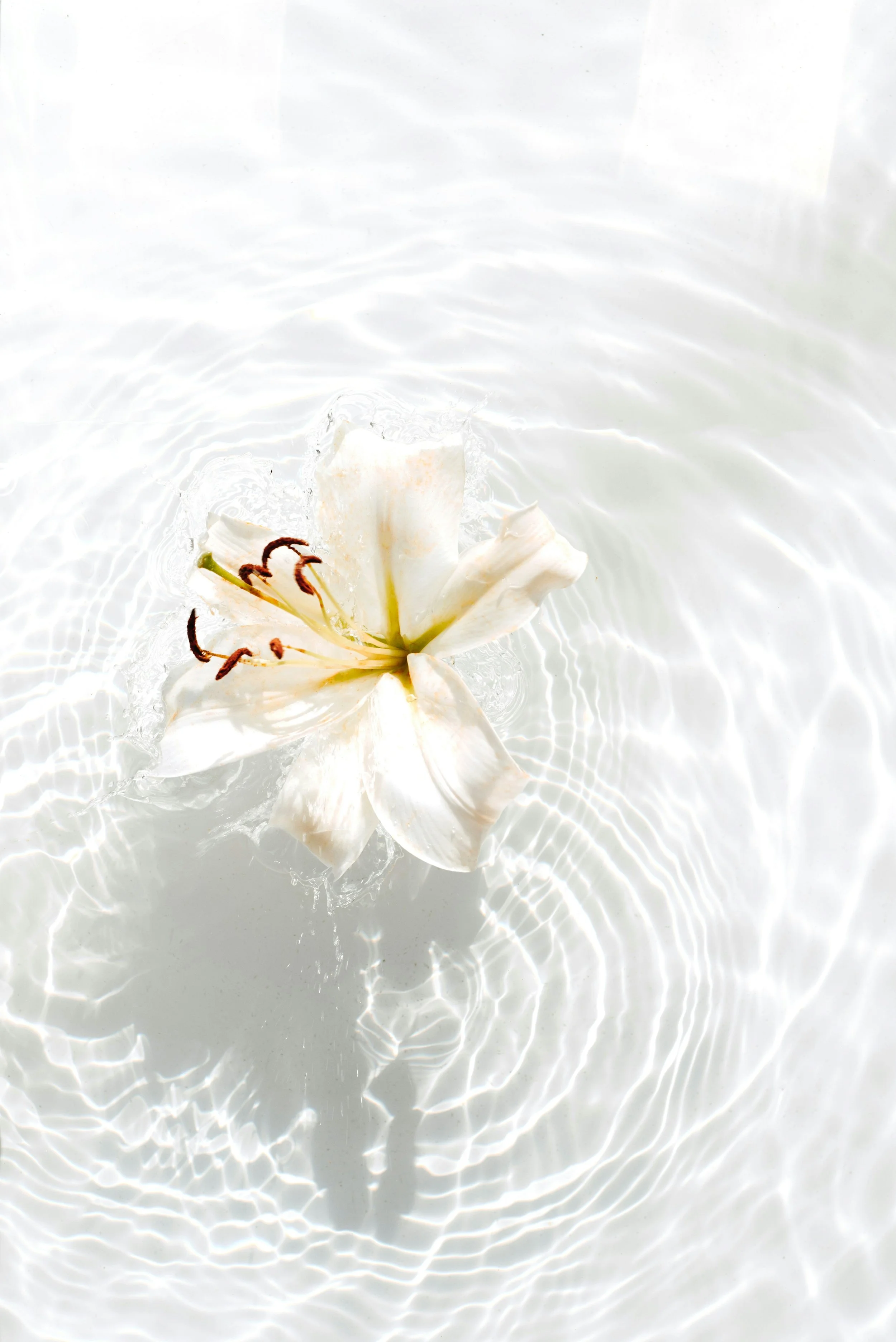 A white lily flower floating on water with ripples.