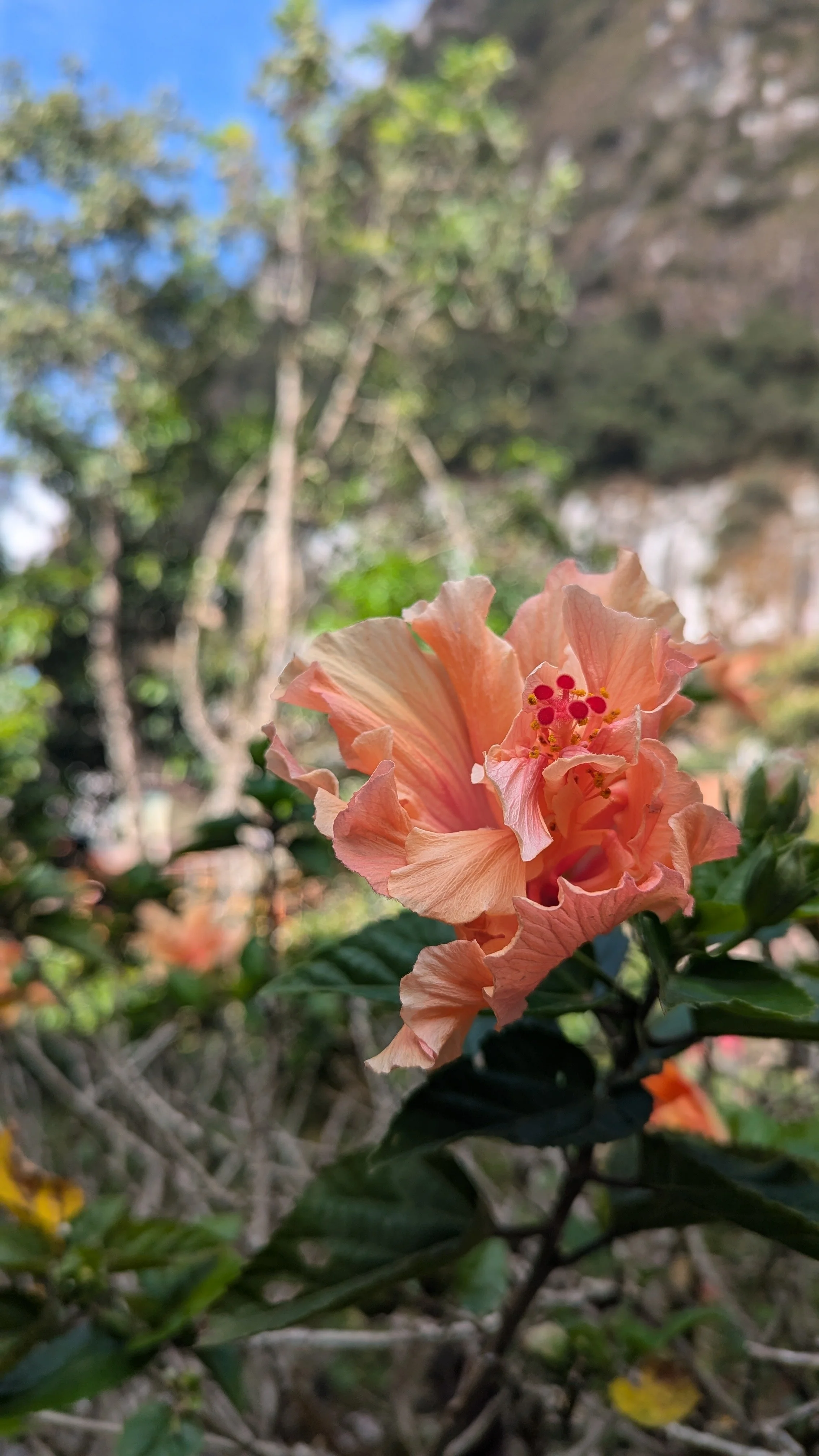 Close-up of a peach-colored hibiscus flower with ruffled petals and red stamens, set against a blurred outdoor background with trees and rocks.