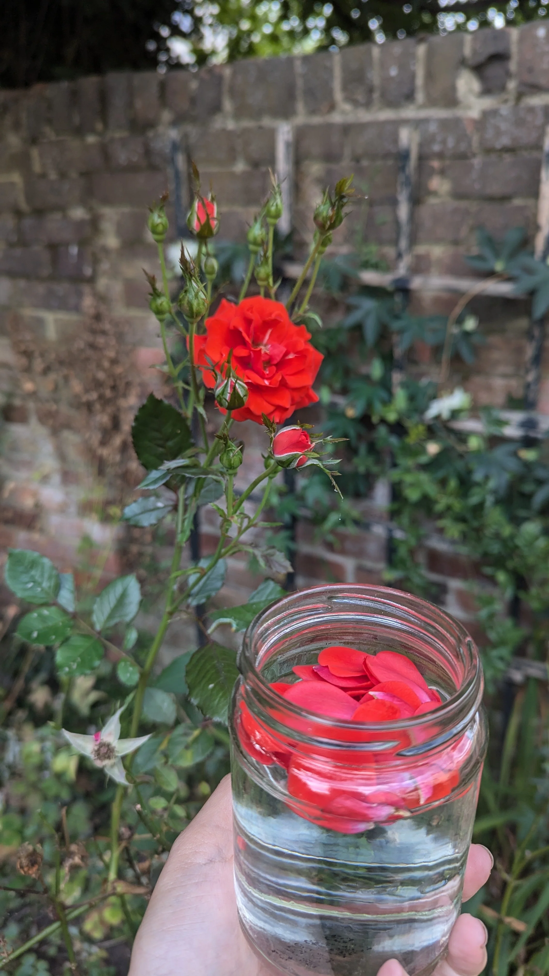 A hand holding a glass jar filled with water and rose petals, with a blooming red rose and buds in the background against a brick wall.