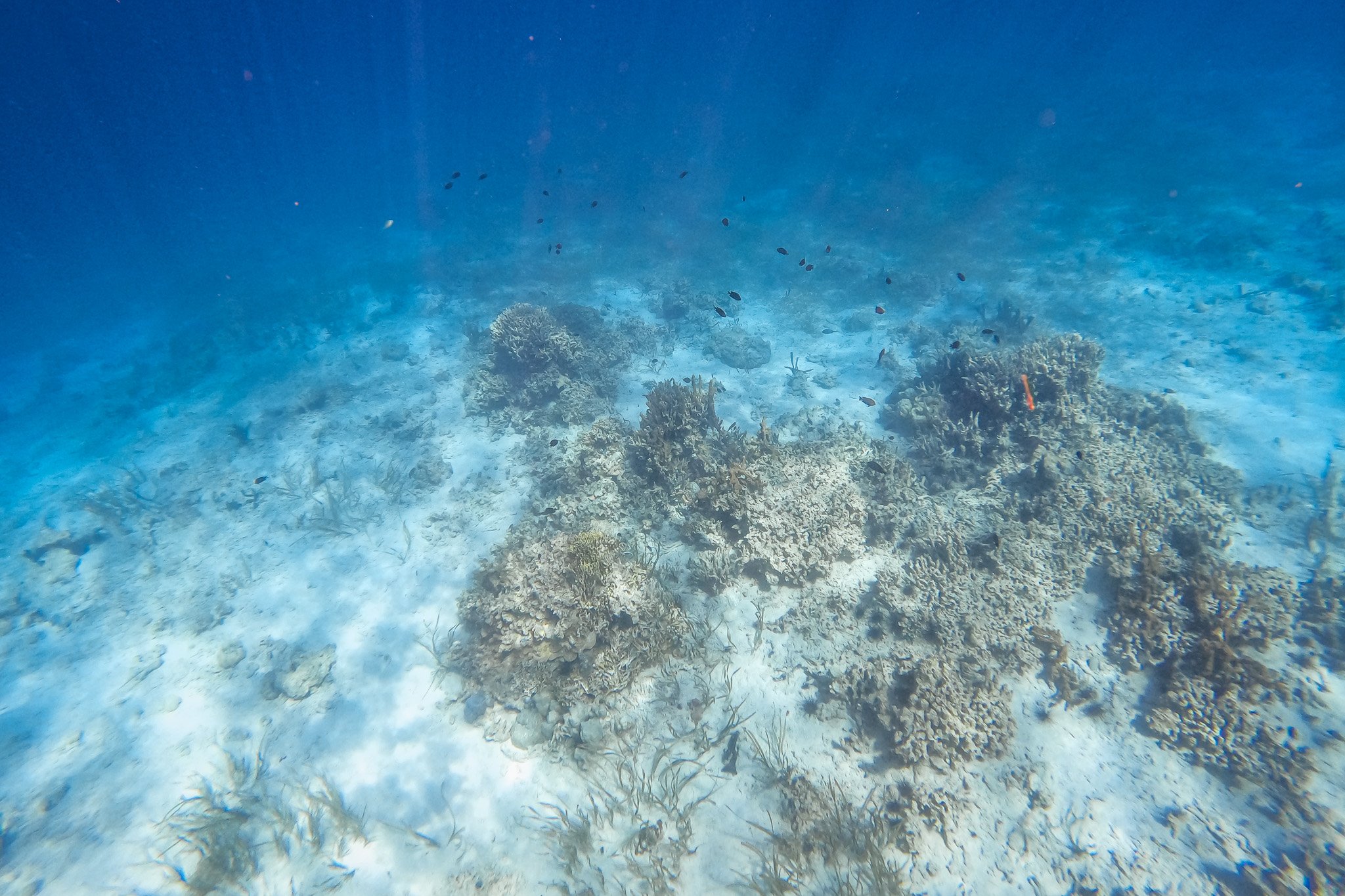 The Breakdown: Deep Sea Mining- Treasure Chest or Pandora's Box?