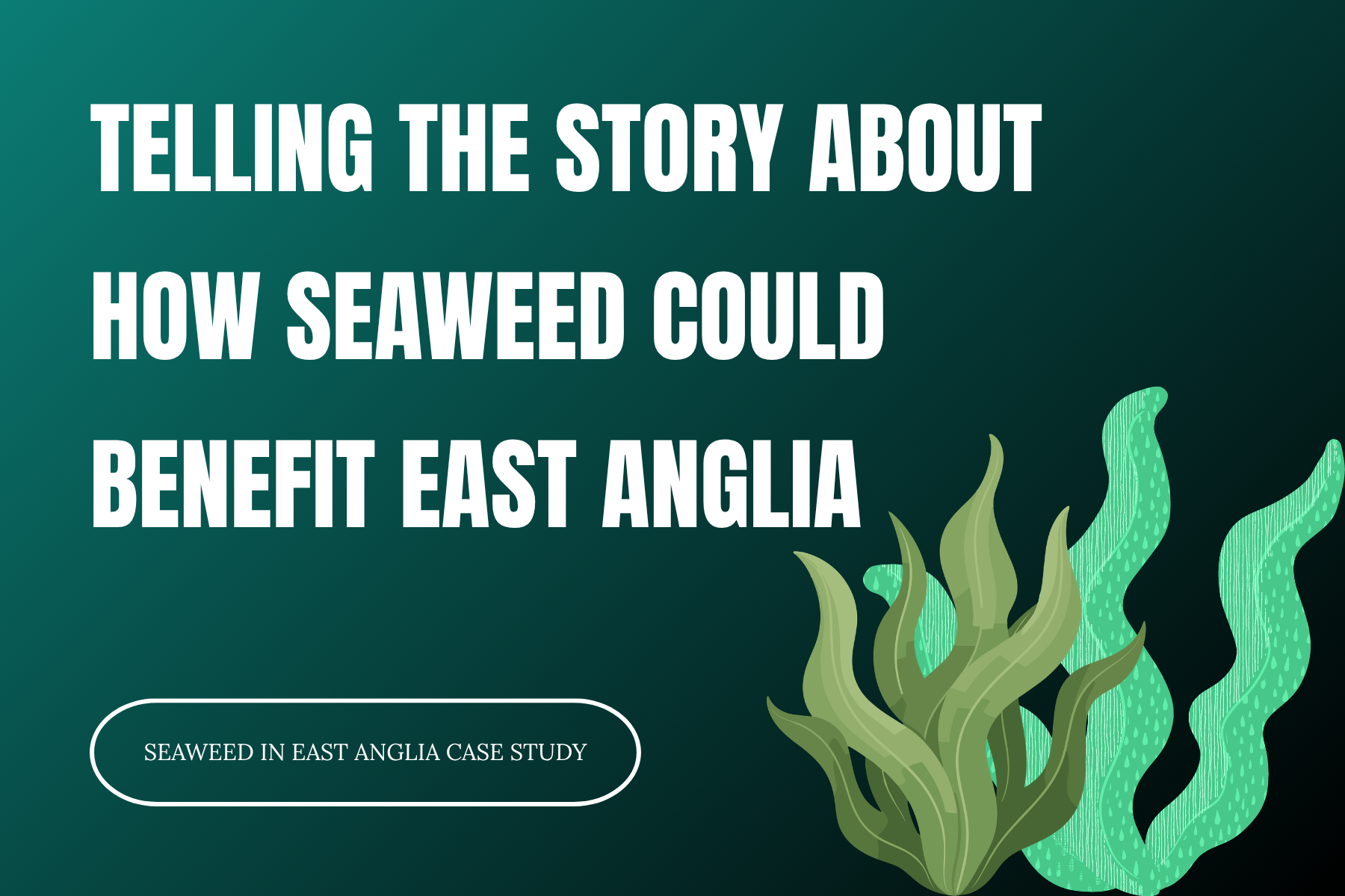 Seaweed in East Anglia video case study by Treefrog, telling the story of how seaweed could benefit the region.