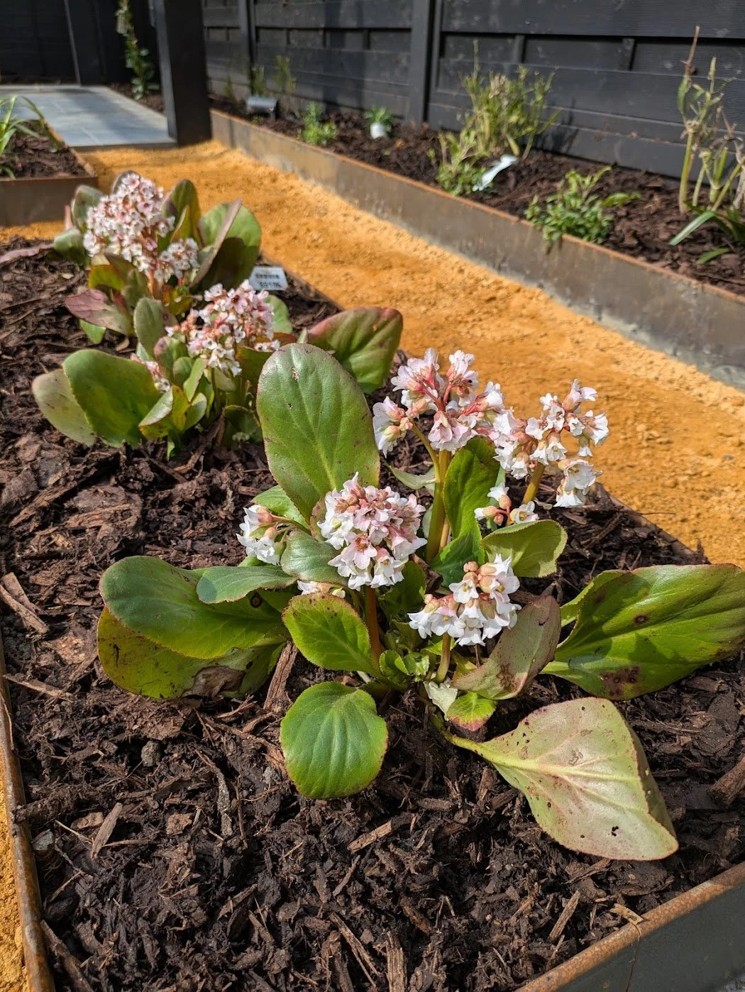 Bergenia.jpg