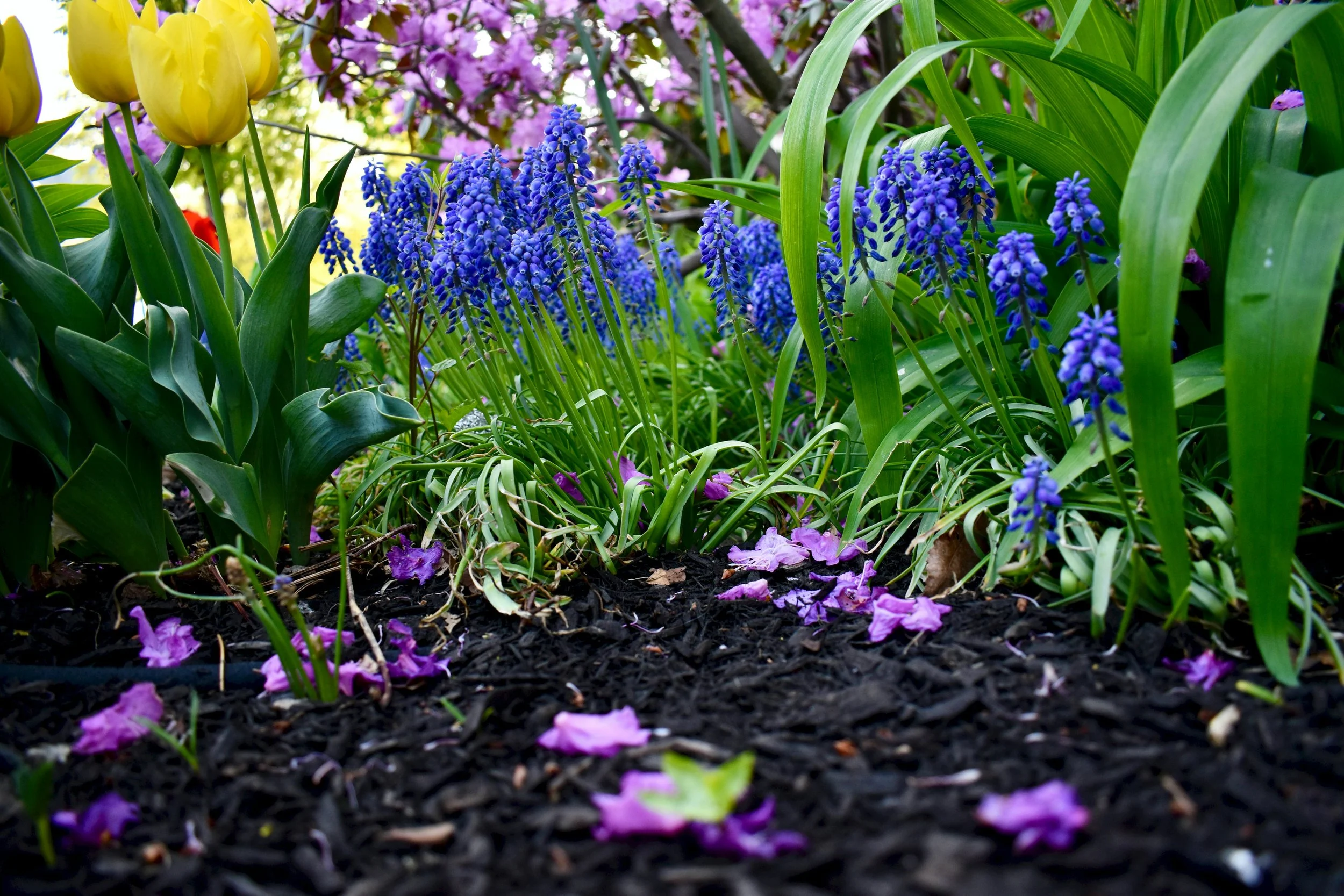 Enhance your soil to enhance your garden