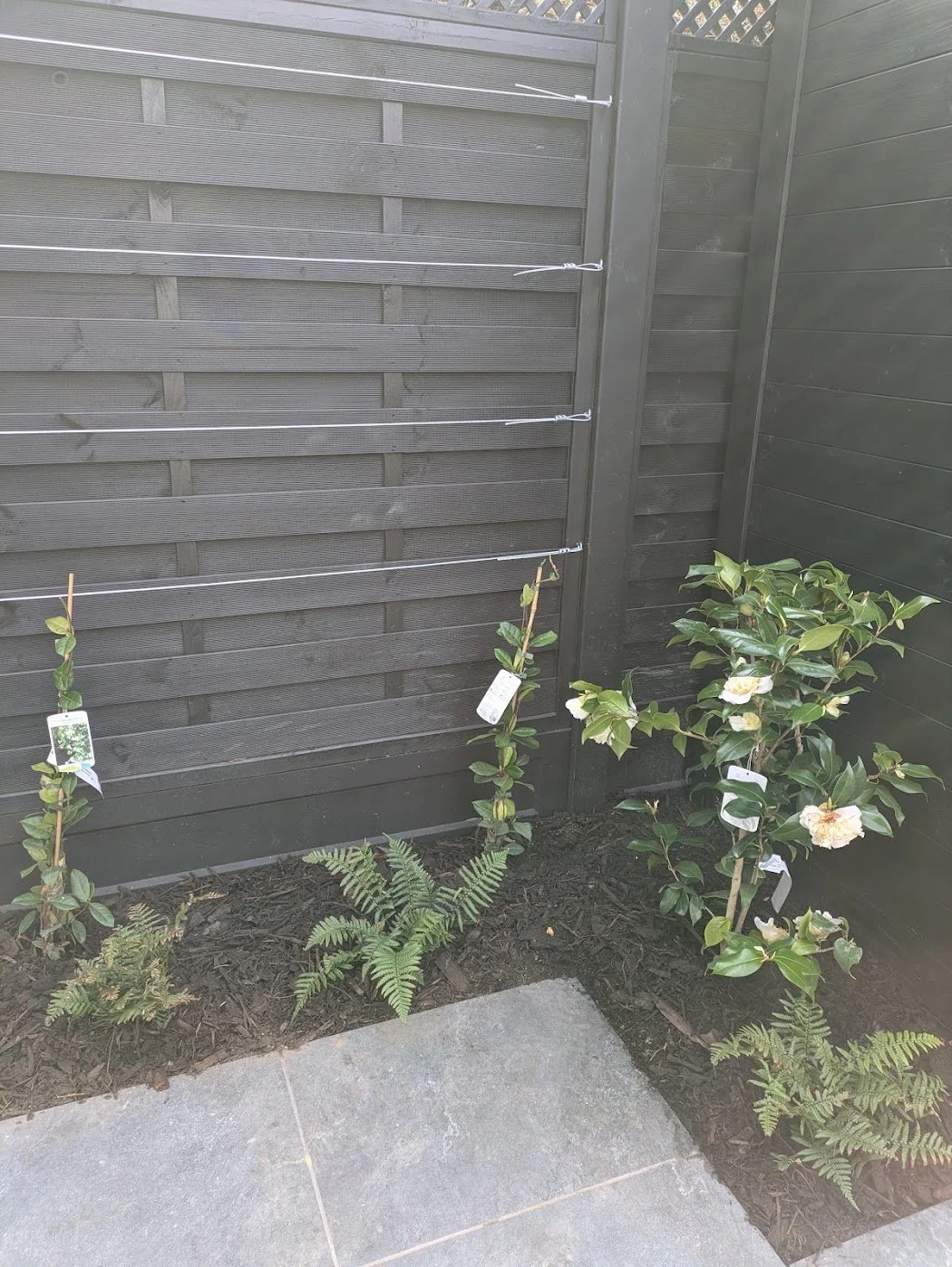 Camellia and Ferns.jpg