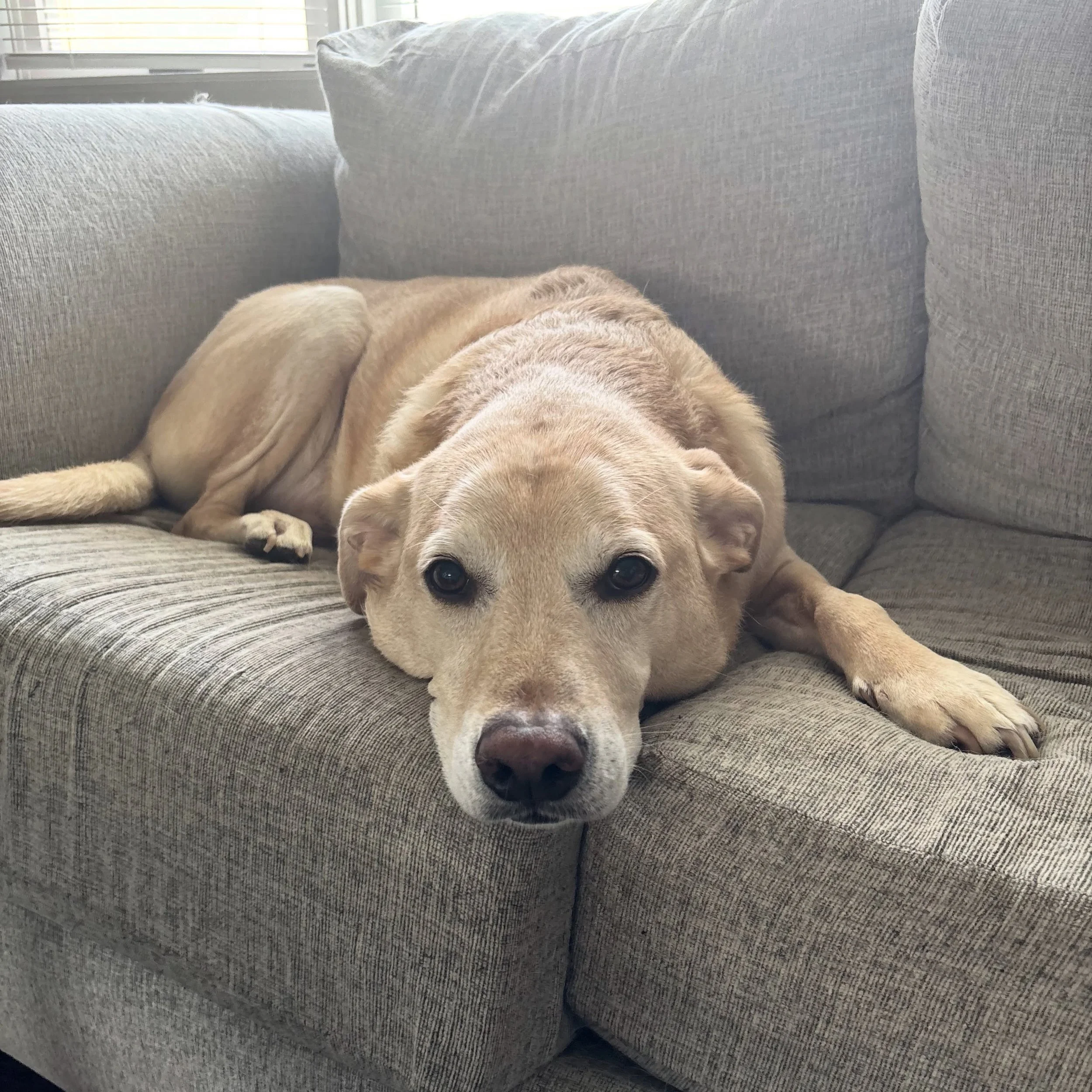 A few weeks ago, a vet visit turned into finding a malignant tumor on my sweet boy, which led to an unexpected &amp; urgent surgery. We&rsquo;ve just been trying to keep him comfortable as he recovers and we wait for more answers. If you have a minut