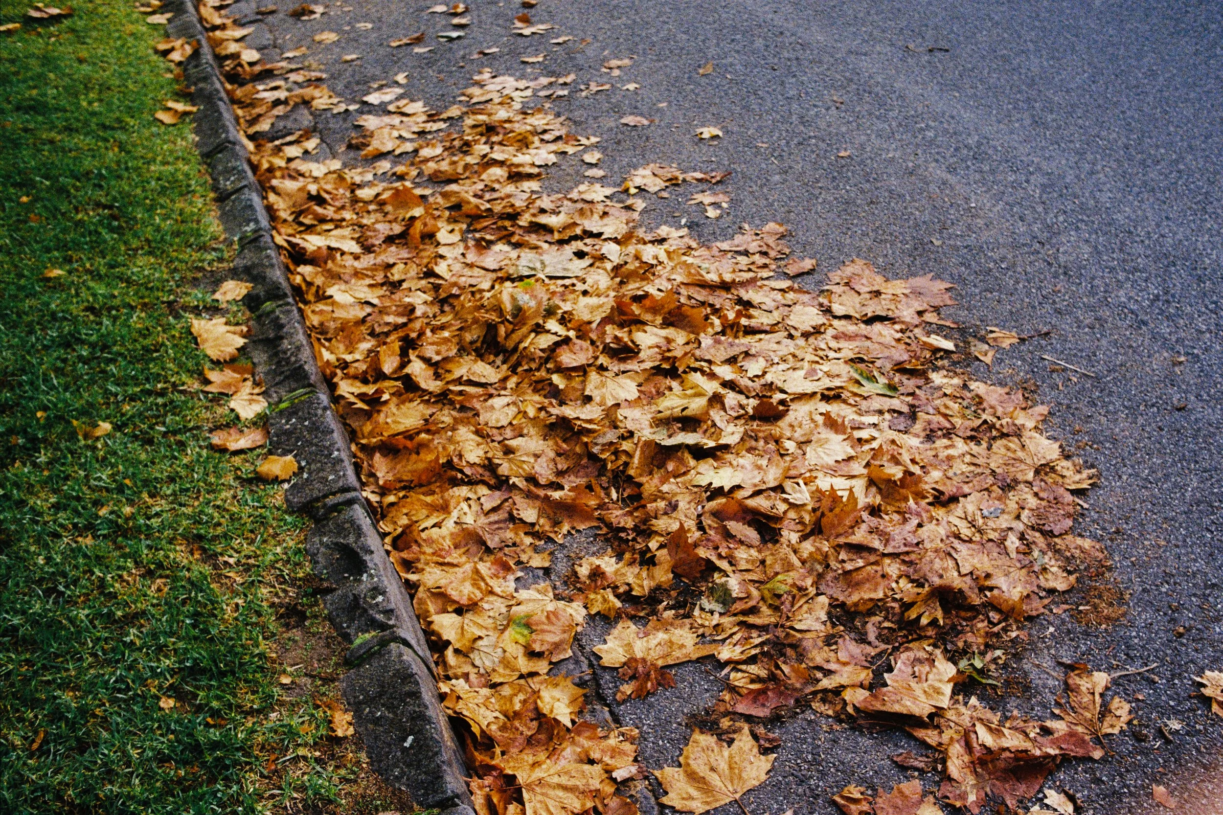 Autumn, Leaves, Cobblestone, Road, Grass, Film
