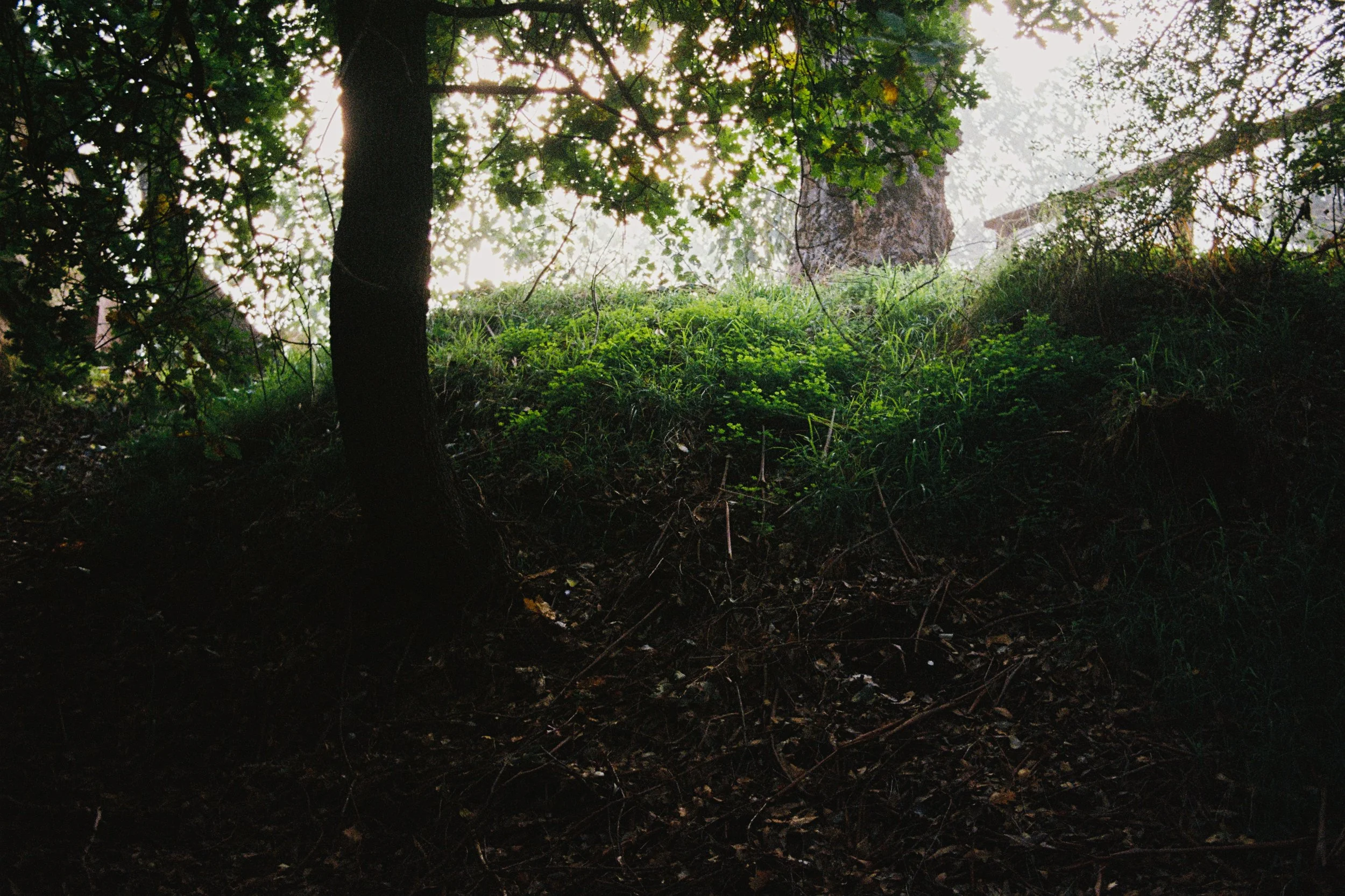 Green, Nature, Trees, Halation, Foggy, Film,