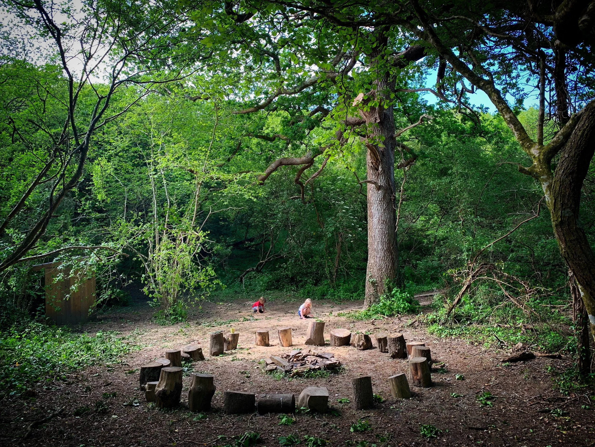 Children playing in a forest clearing with large trees and a circular arrangement of tree stumps for sitting.