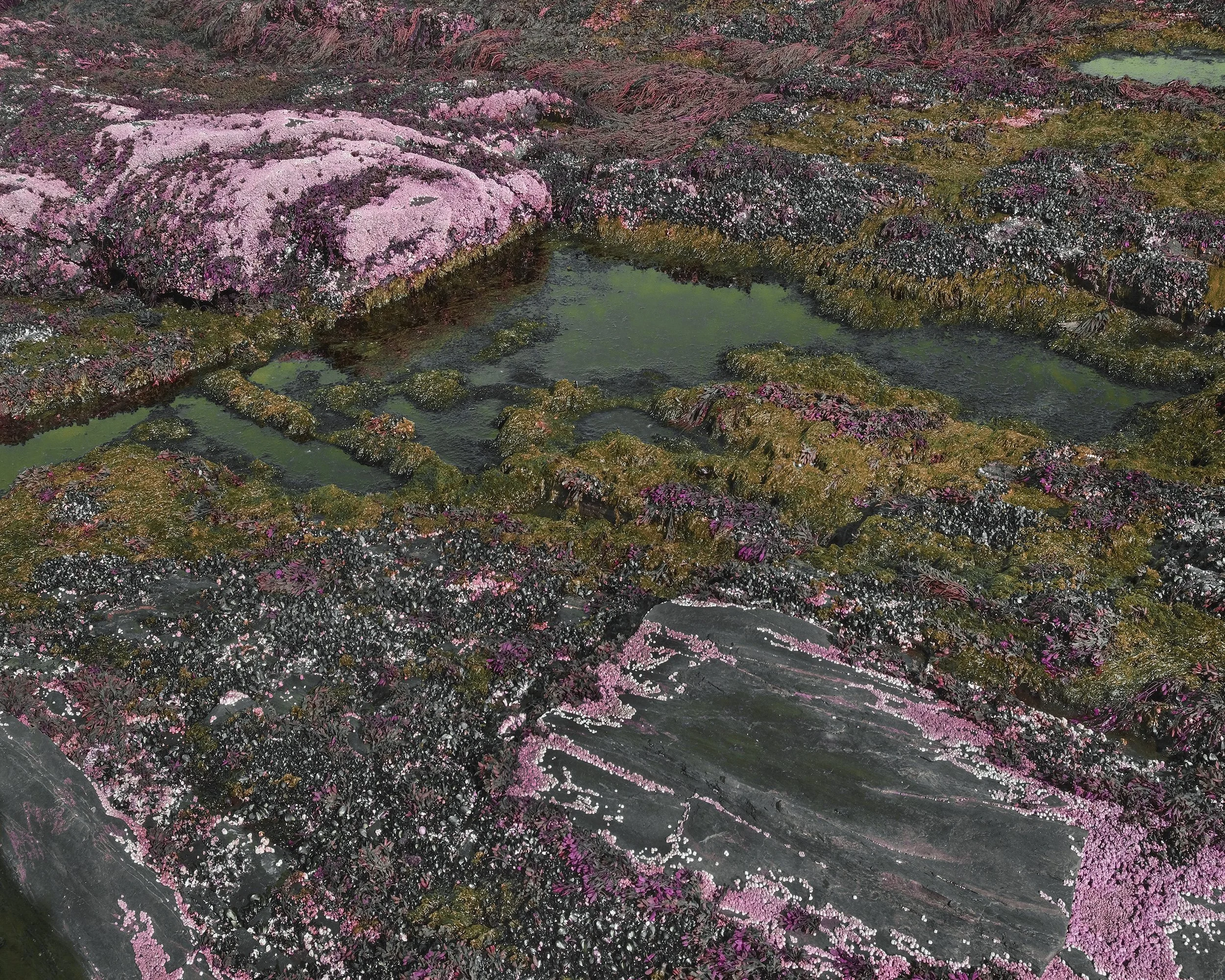 Close-up view of rock formations covered with pink, purple, and black seaweed or algae, with patches of green water between the rocks.