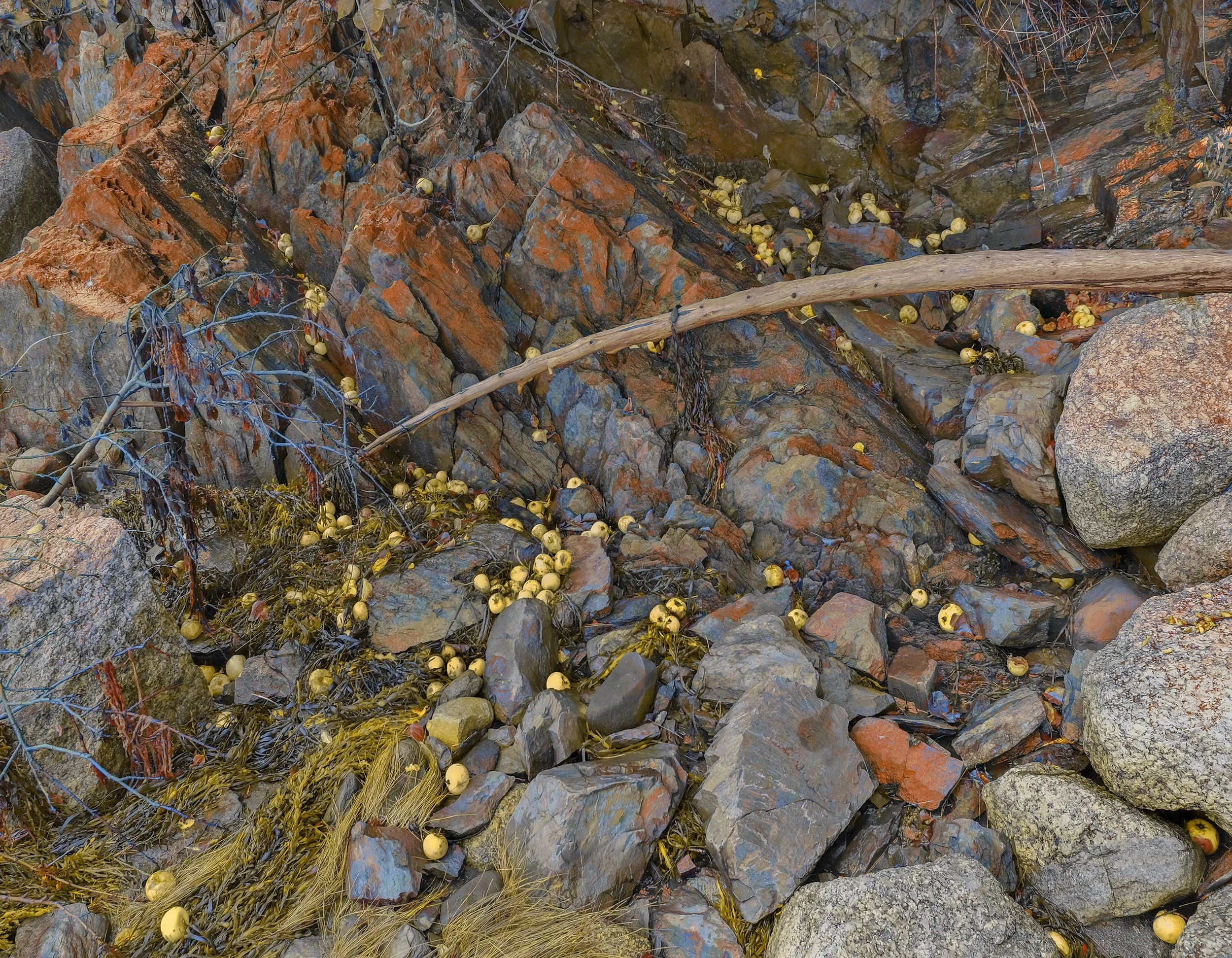 Cliffside with rocks, yellow bird eggs, and dried seaweed, with a driftwood stick across the scene.