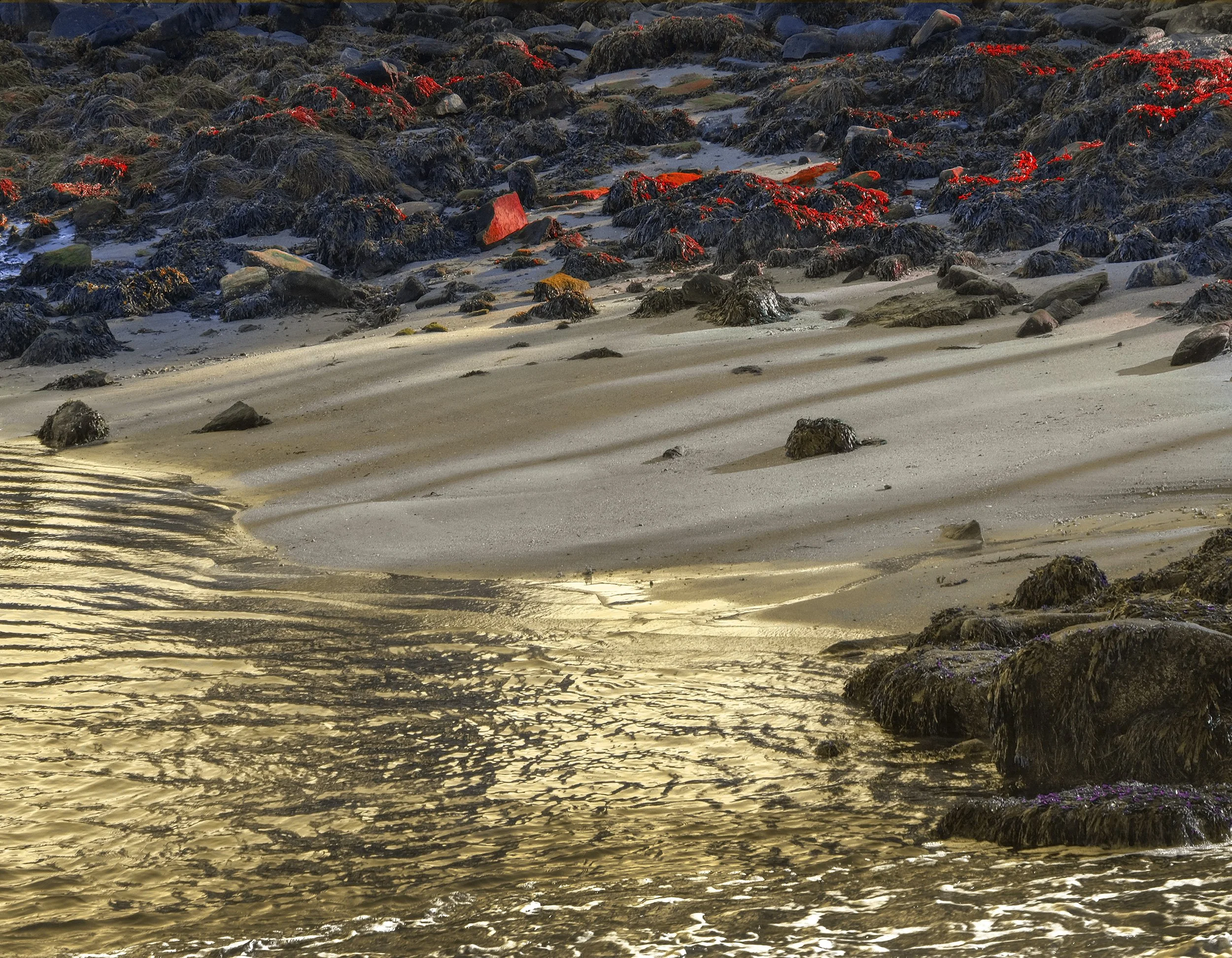 Sunlit sandy beach with rocks and seaweed, some with purple flowers, and a shoreline with gentle waves.
