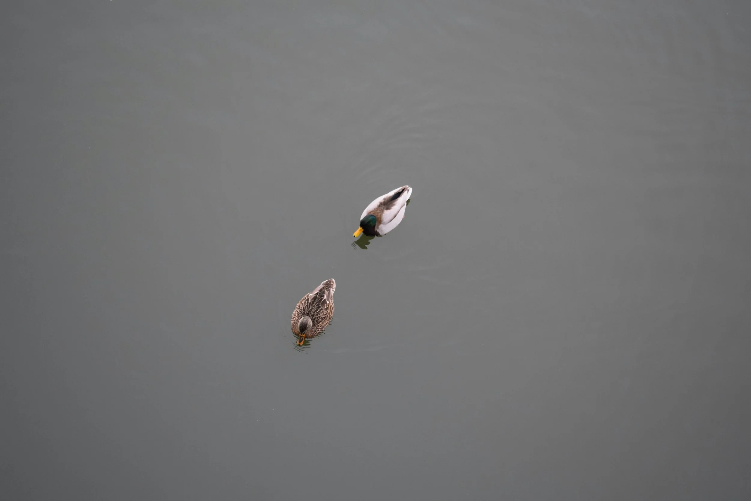 Can a Relationship Survive Without Sex?