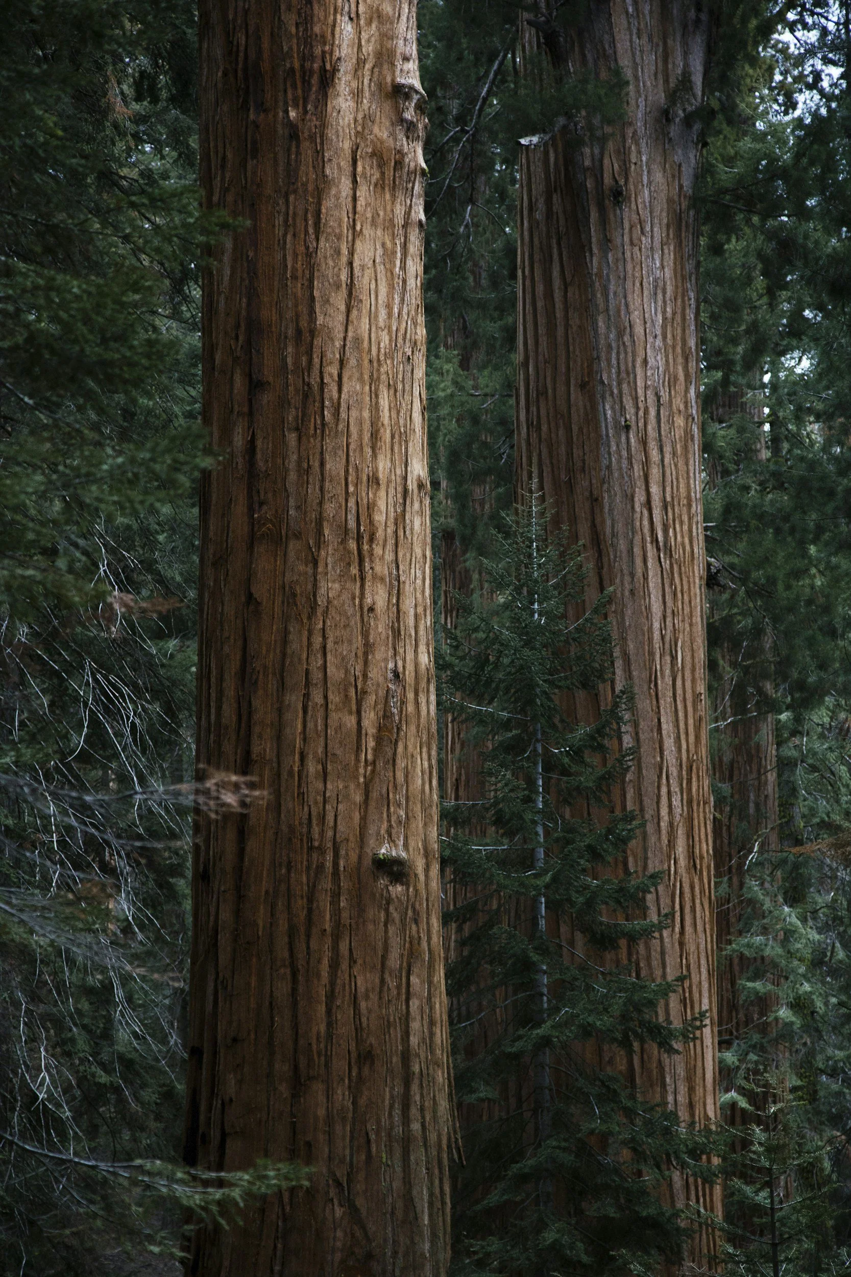 redwood trees in a forest