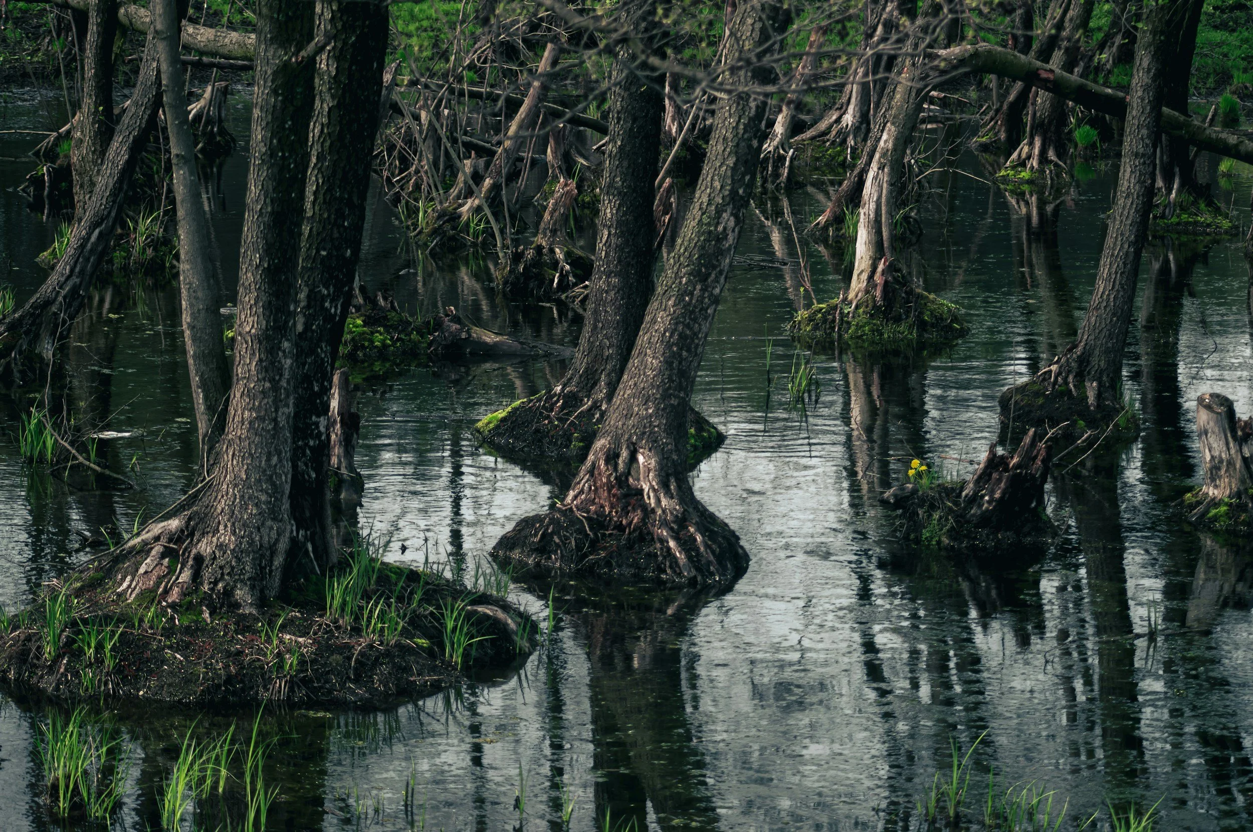 A swampy area with numerous submerged and partially submerged trees and roots, with water covering the ground and some green plants growing through the water.