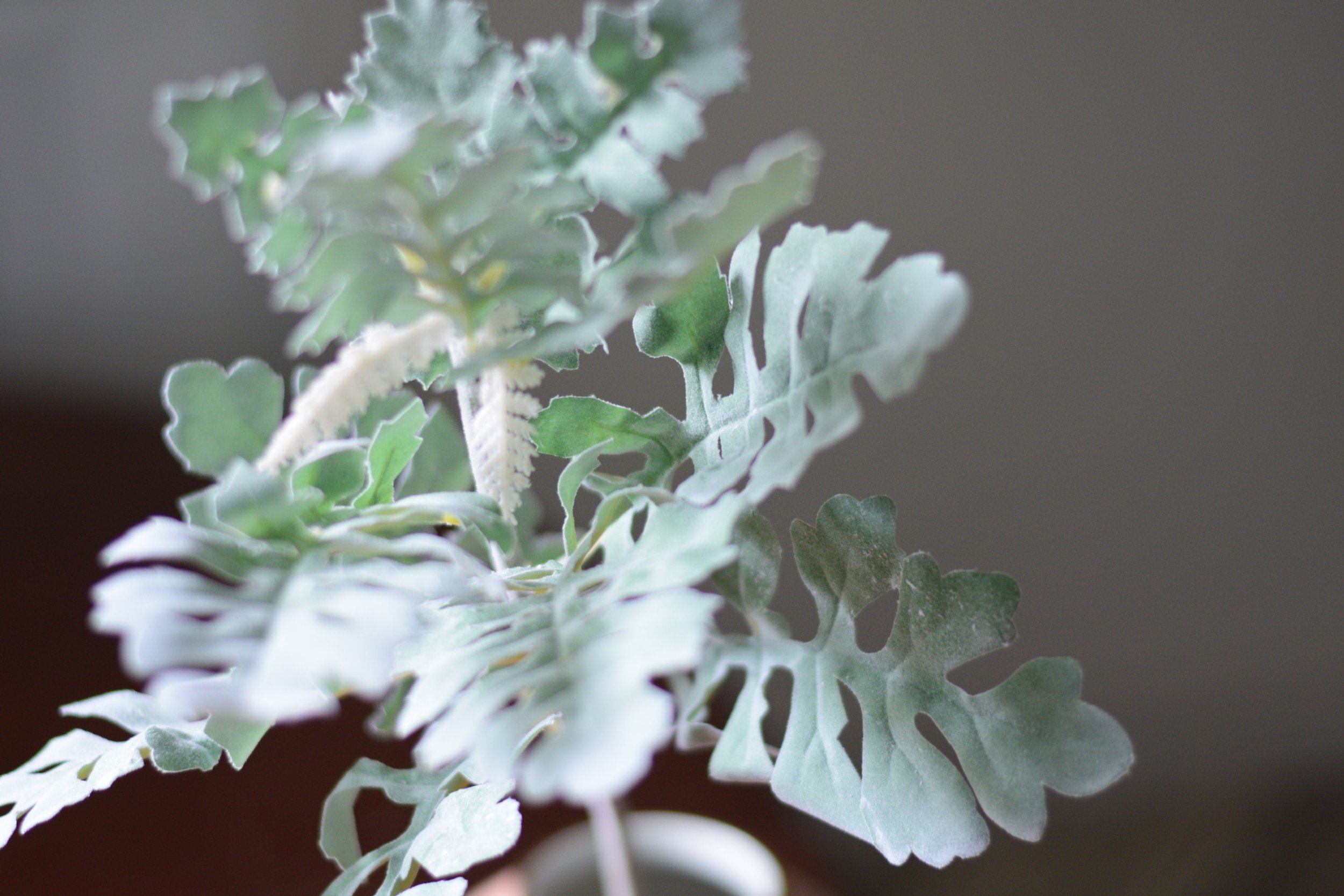 Artificial silver senecio stem
