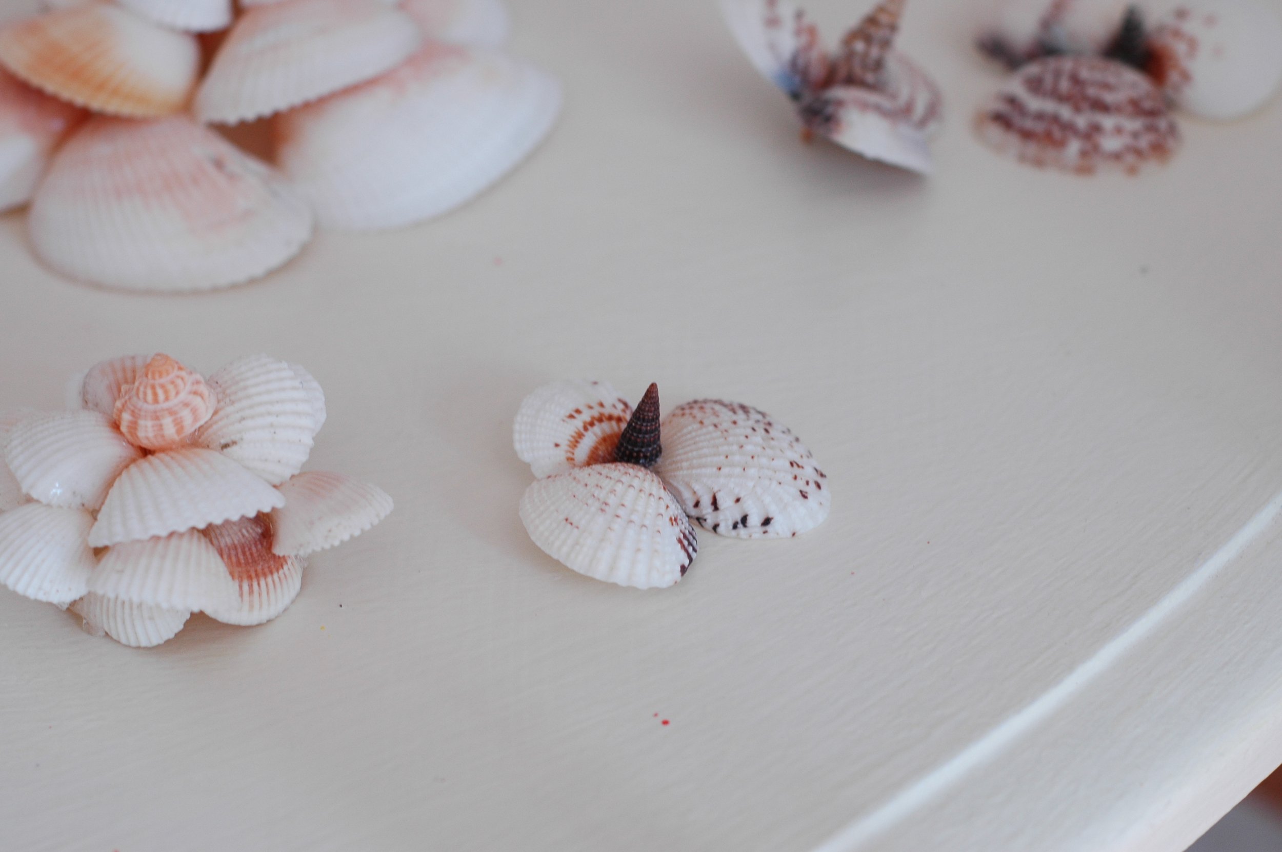 Shells and Boat pics 045 copy.jpg