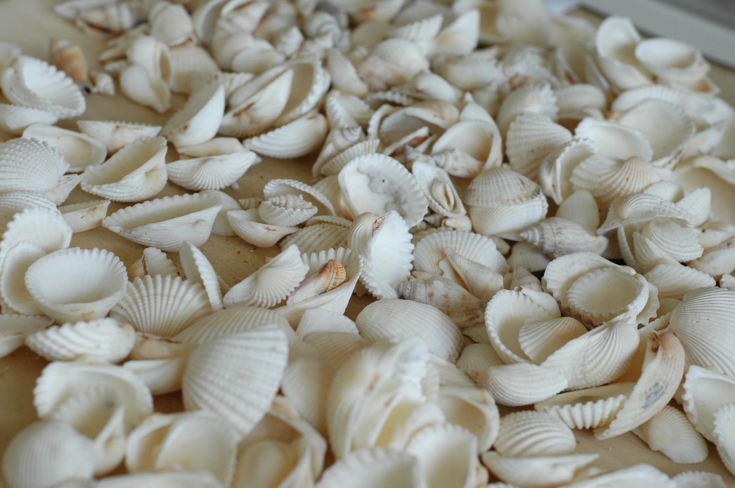 Shells and Boat pics 075 copy.jpg