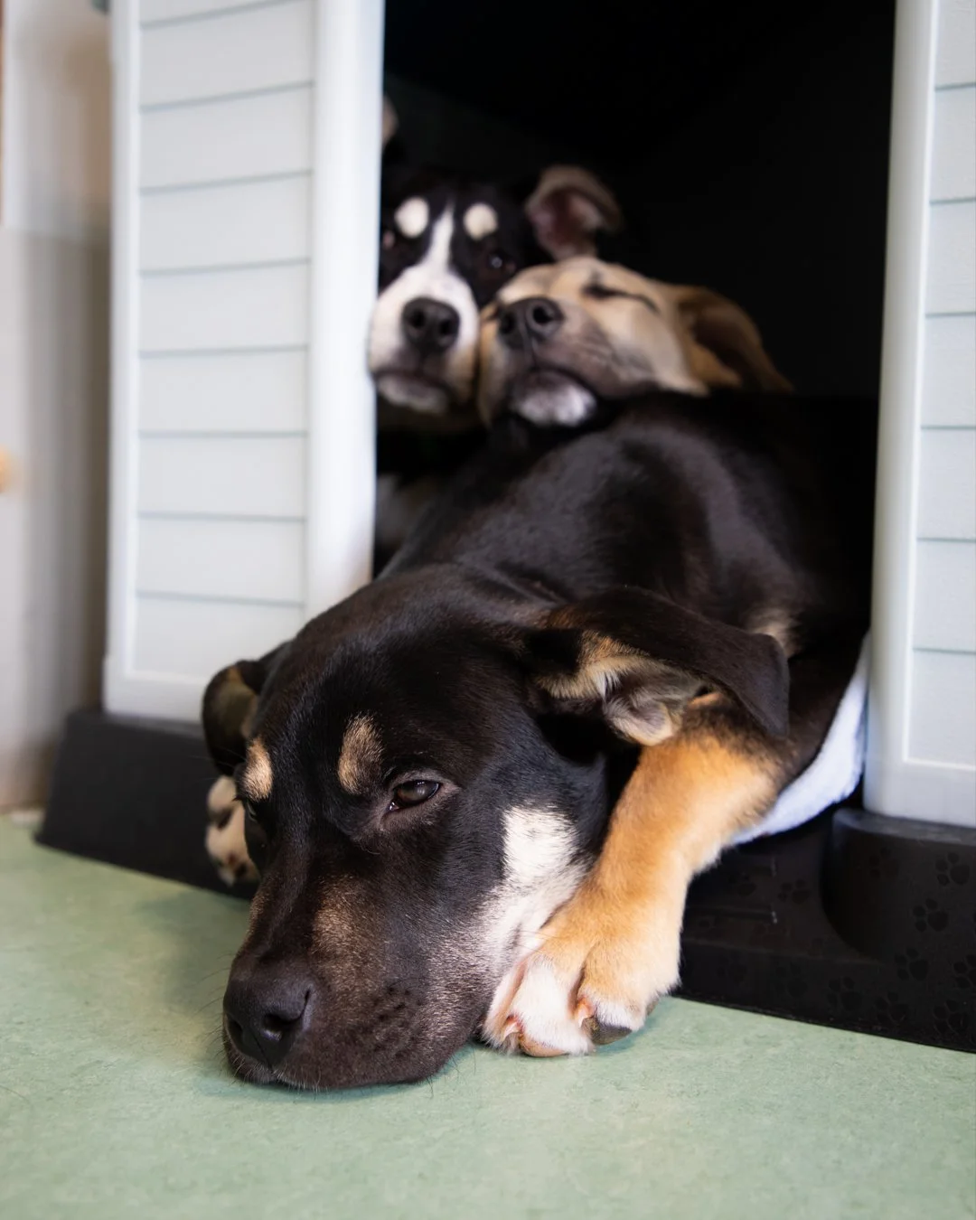 final- 3 Pups Laying- 3 pigs in a blanket.jpg