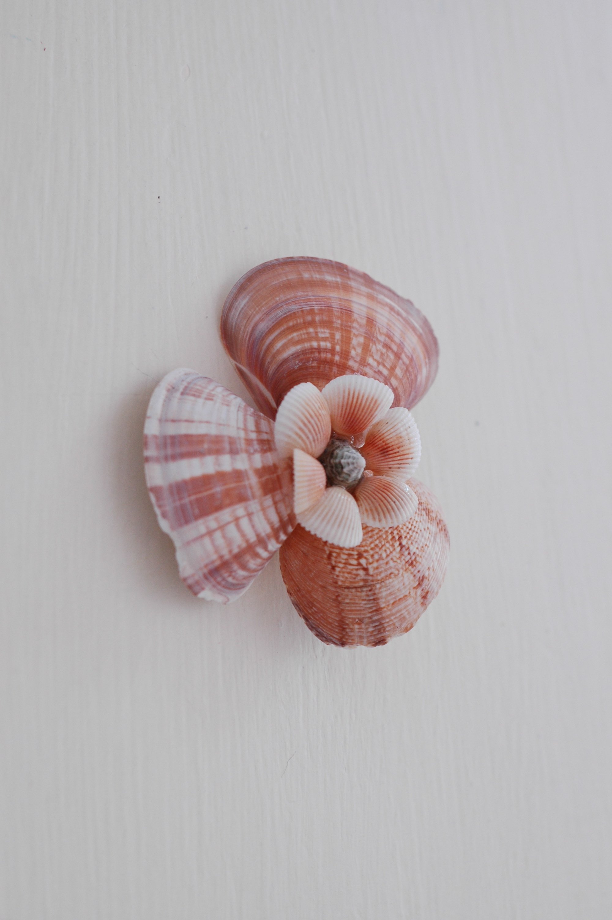 Shells and Boat pics 039 copy.jpg