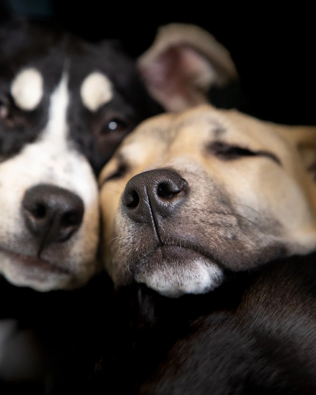 final- 3 Pups Laying- sniffer.jpg