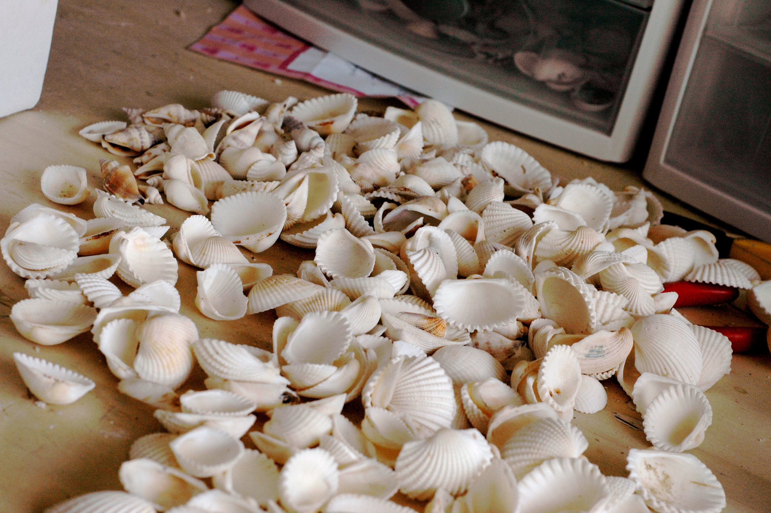 Shells and Boat pics 066 copy.jpg