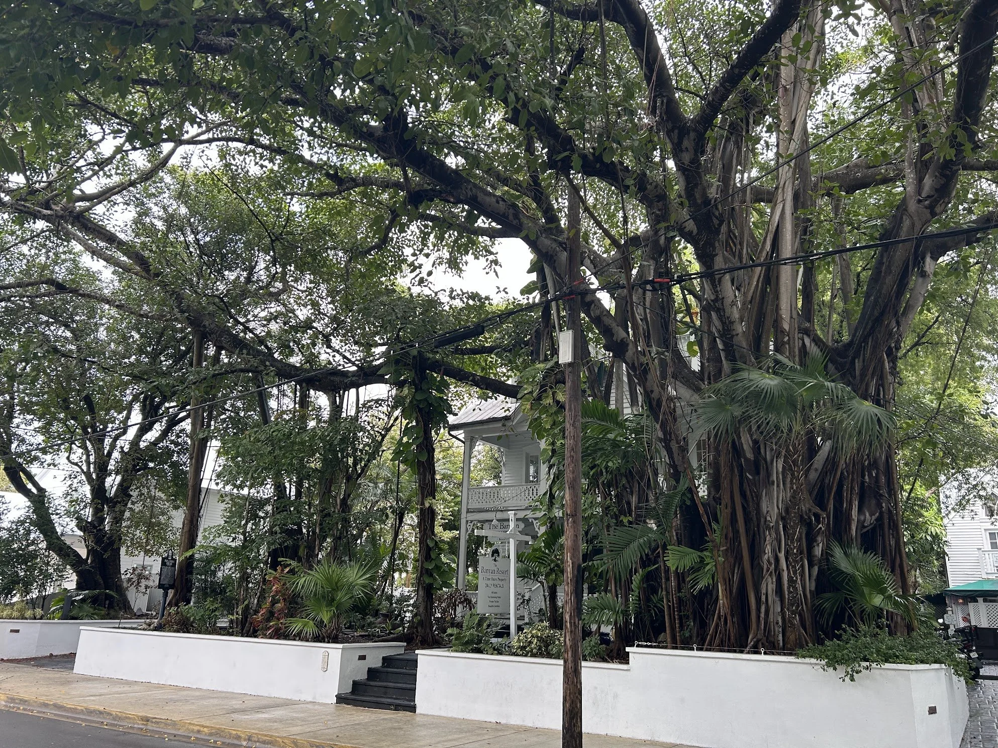 KeyWestTrees.jpg