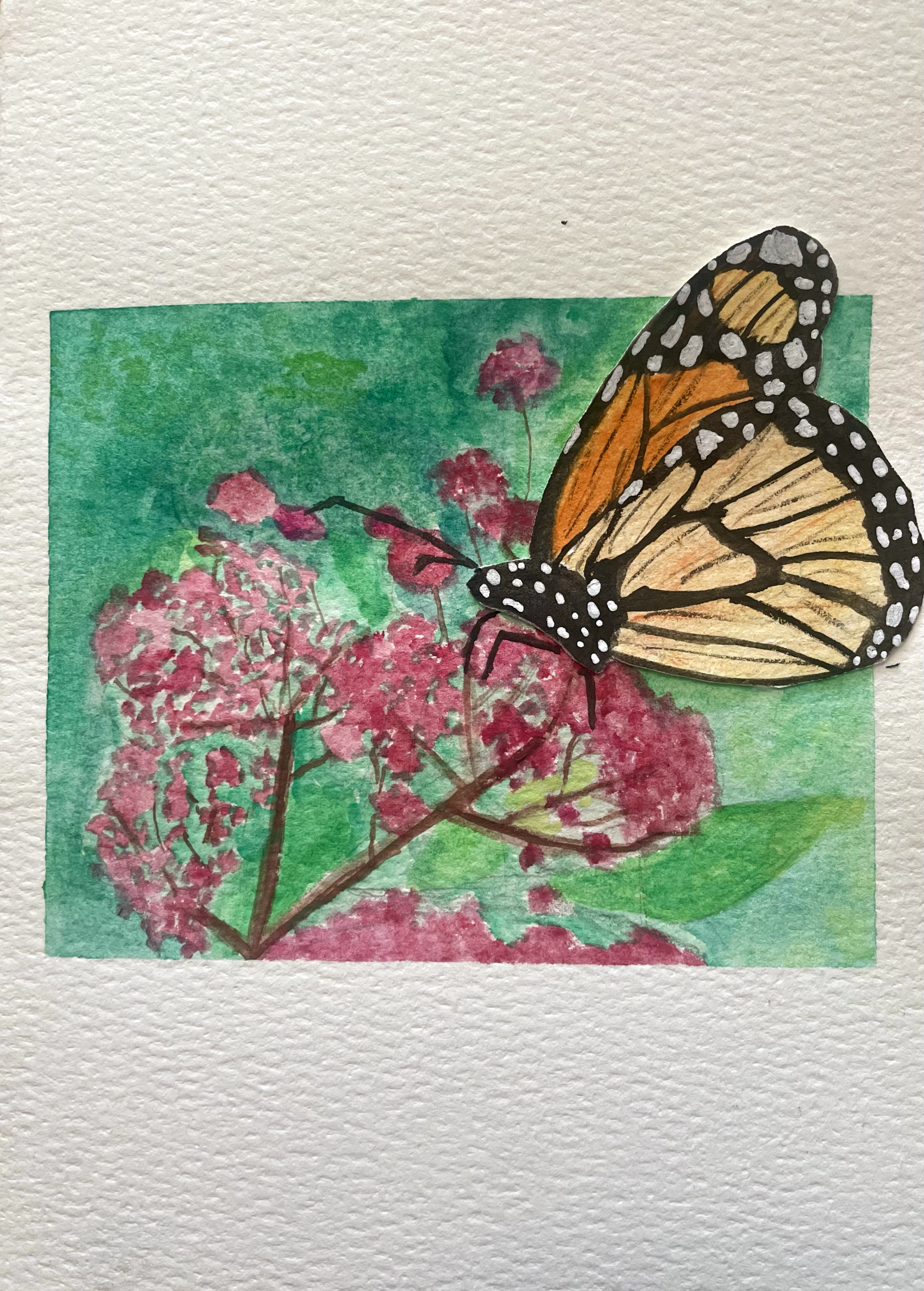 Monarch and Swamp Milkweed (1) - Nora Hart.png