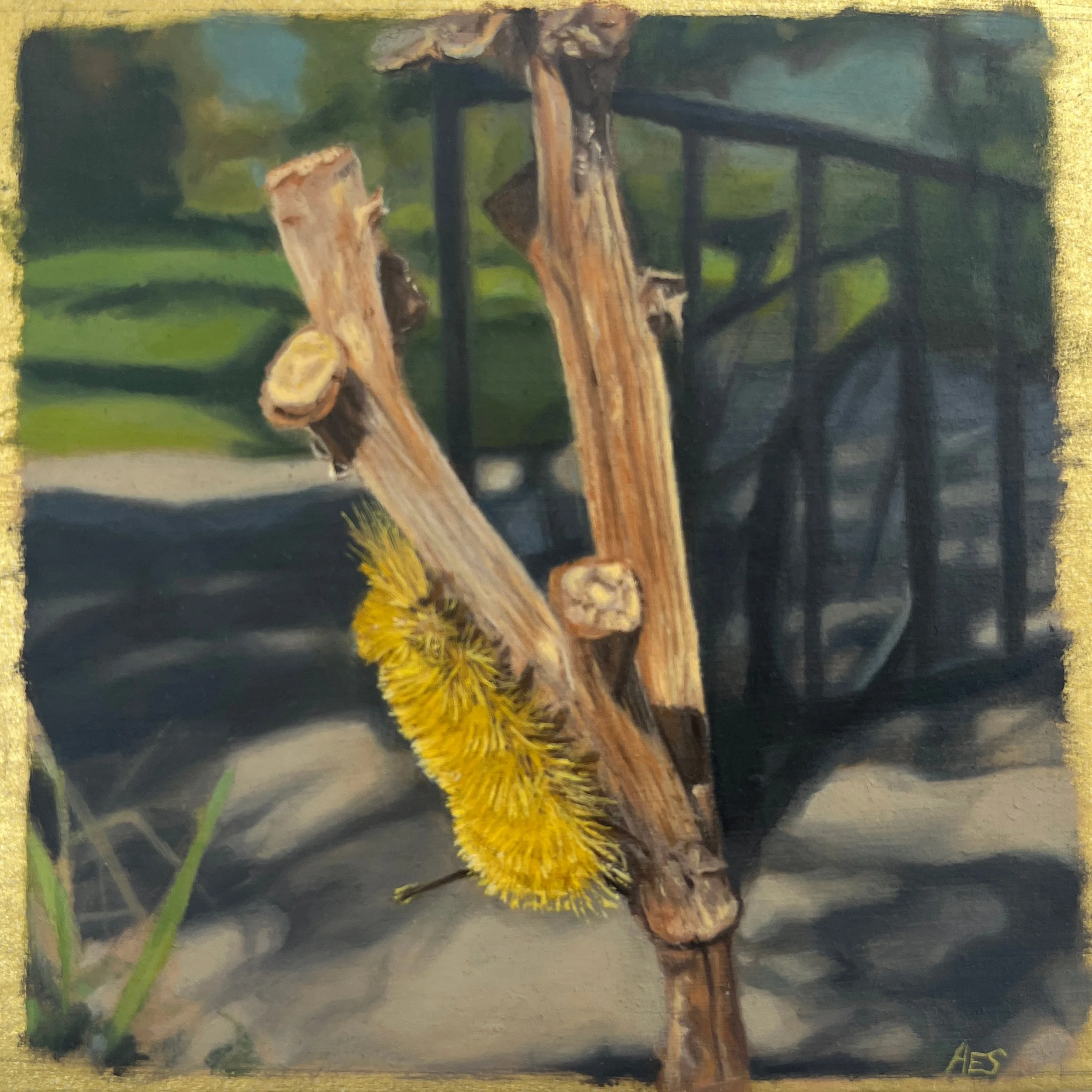 Tussock Moth Caterpillar - Amy Schubert.jpg