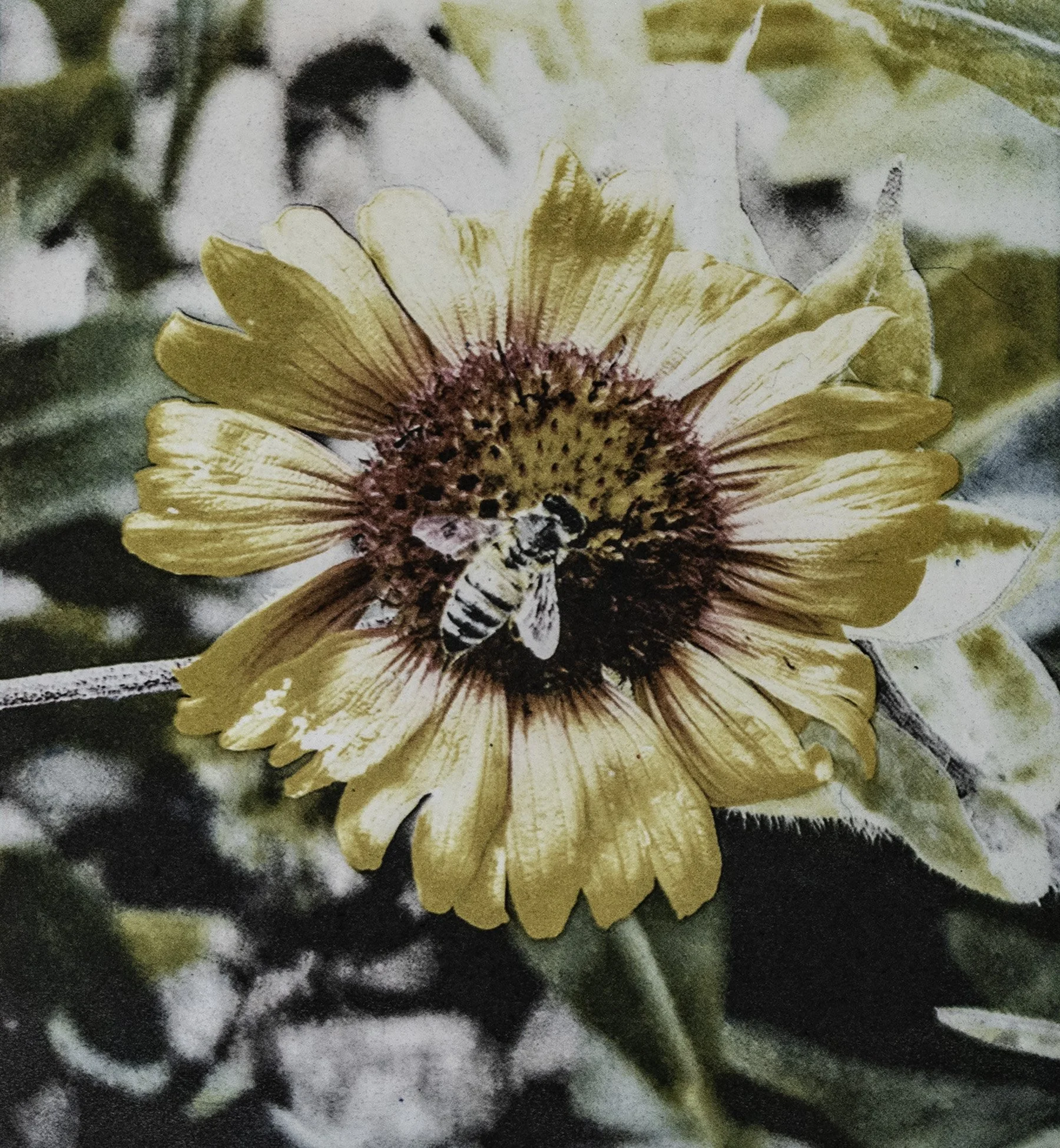 Bergman Hochberg_Judy_A Busy Bee - Judy Hochberg.jpg